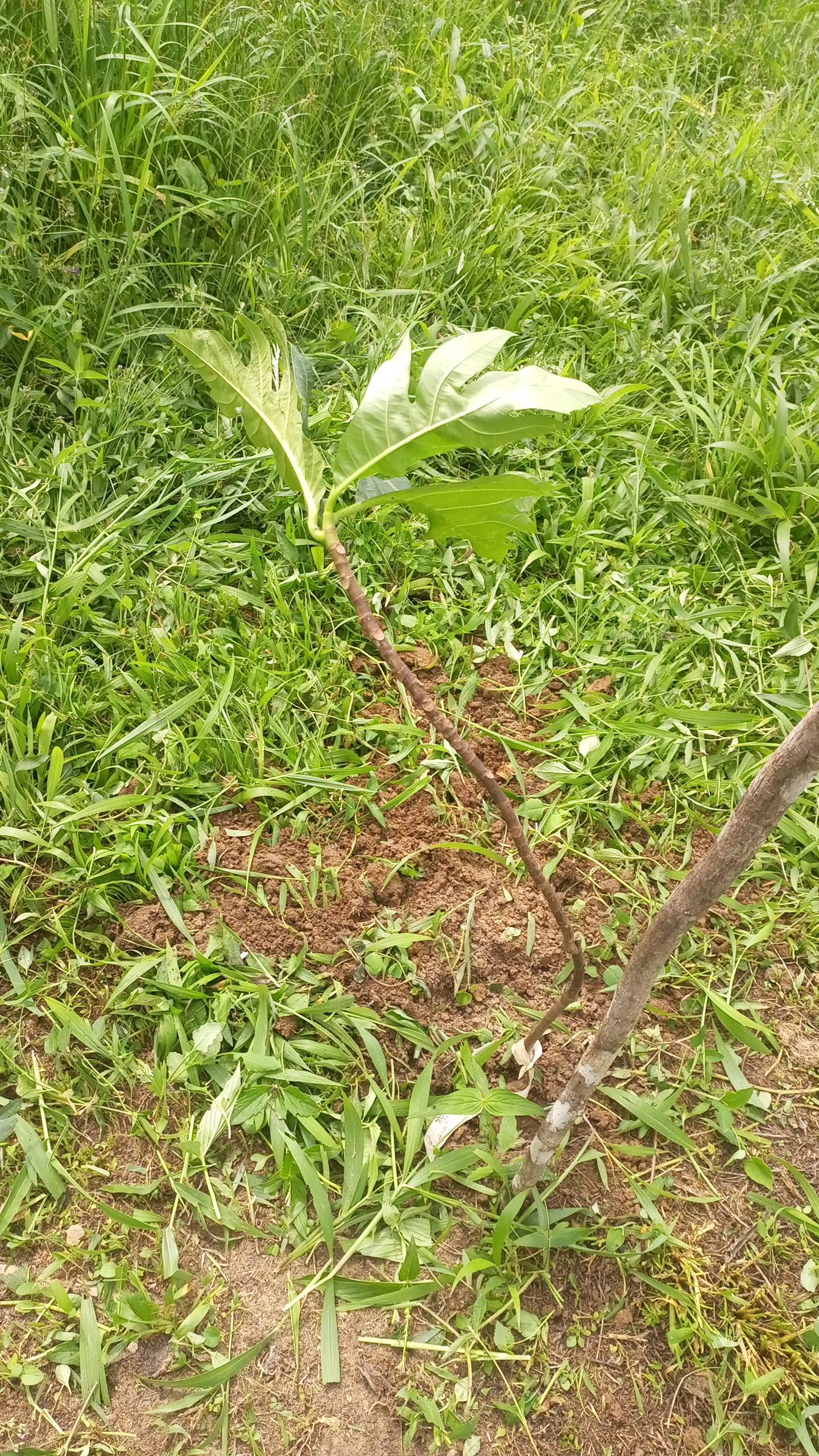 tree