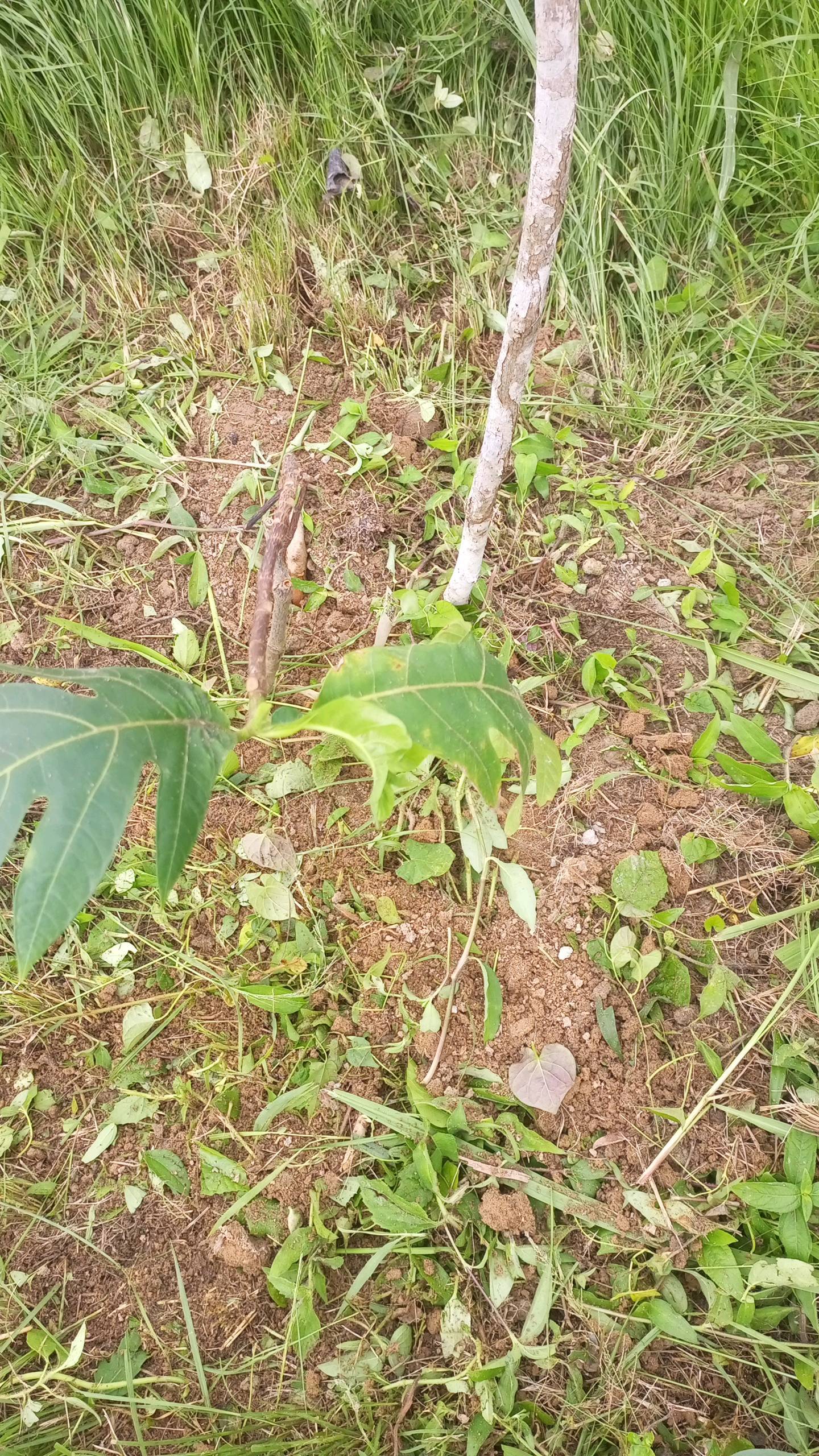 tree