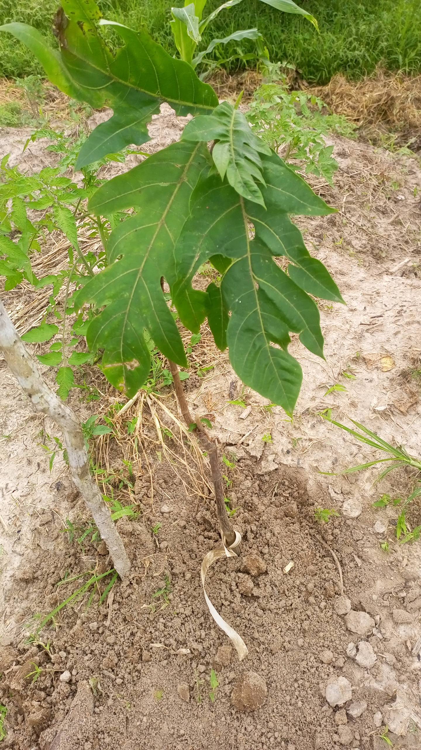 tree