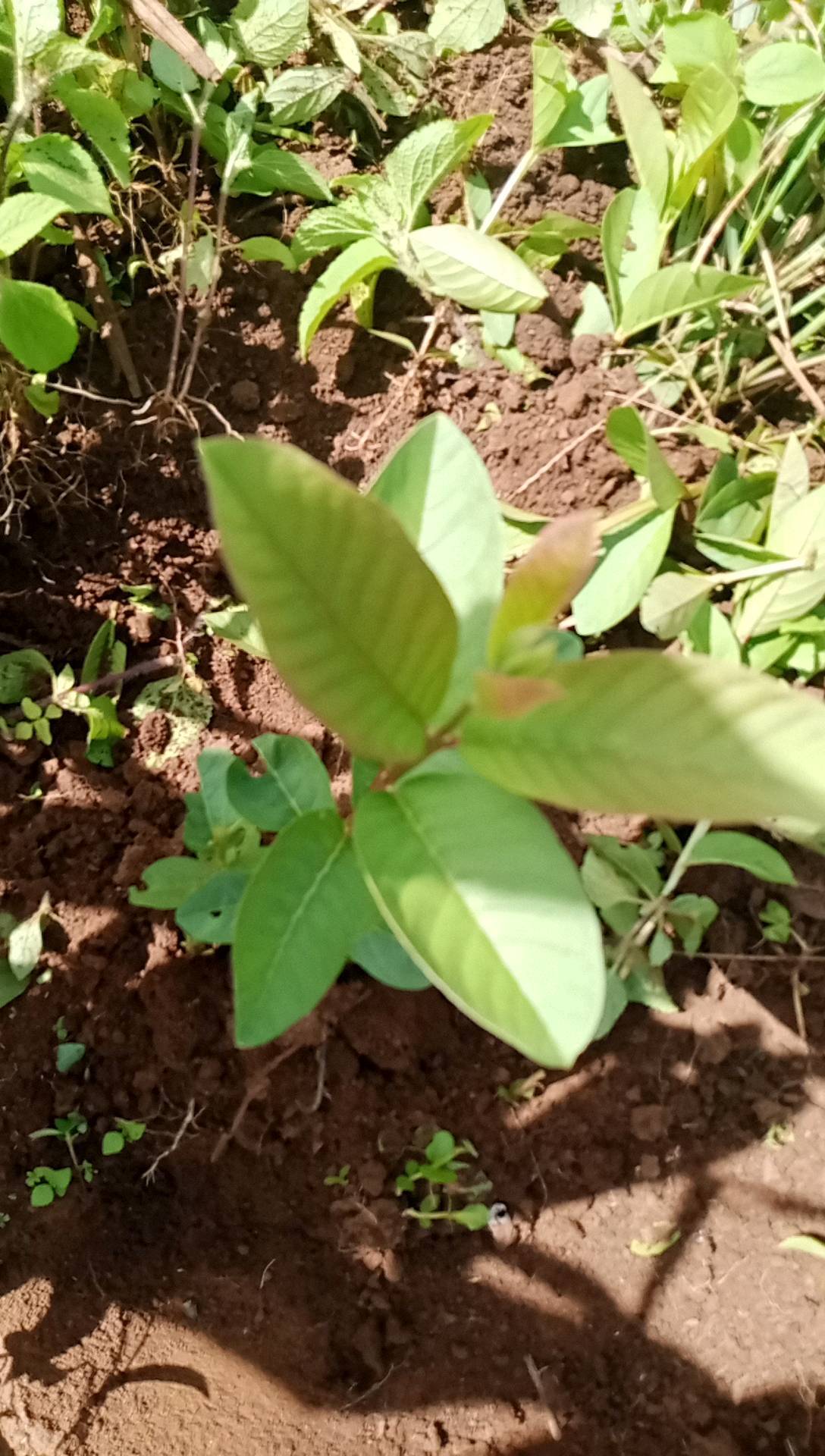 tree