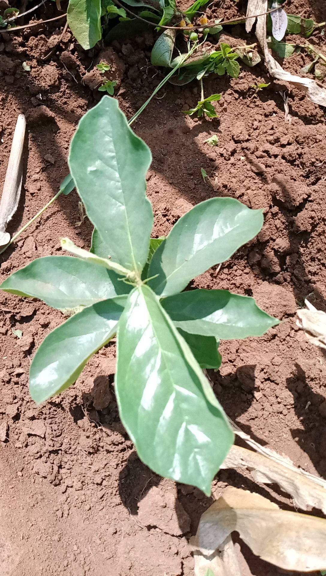 tree