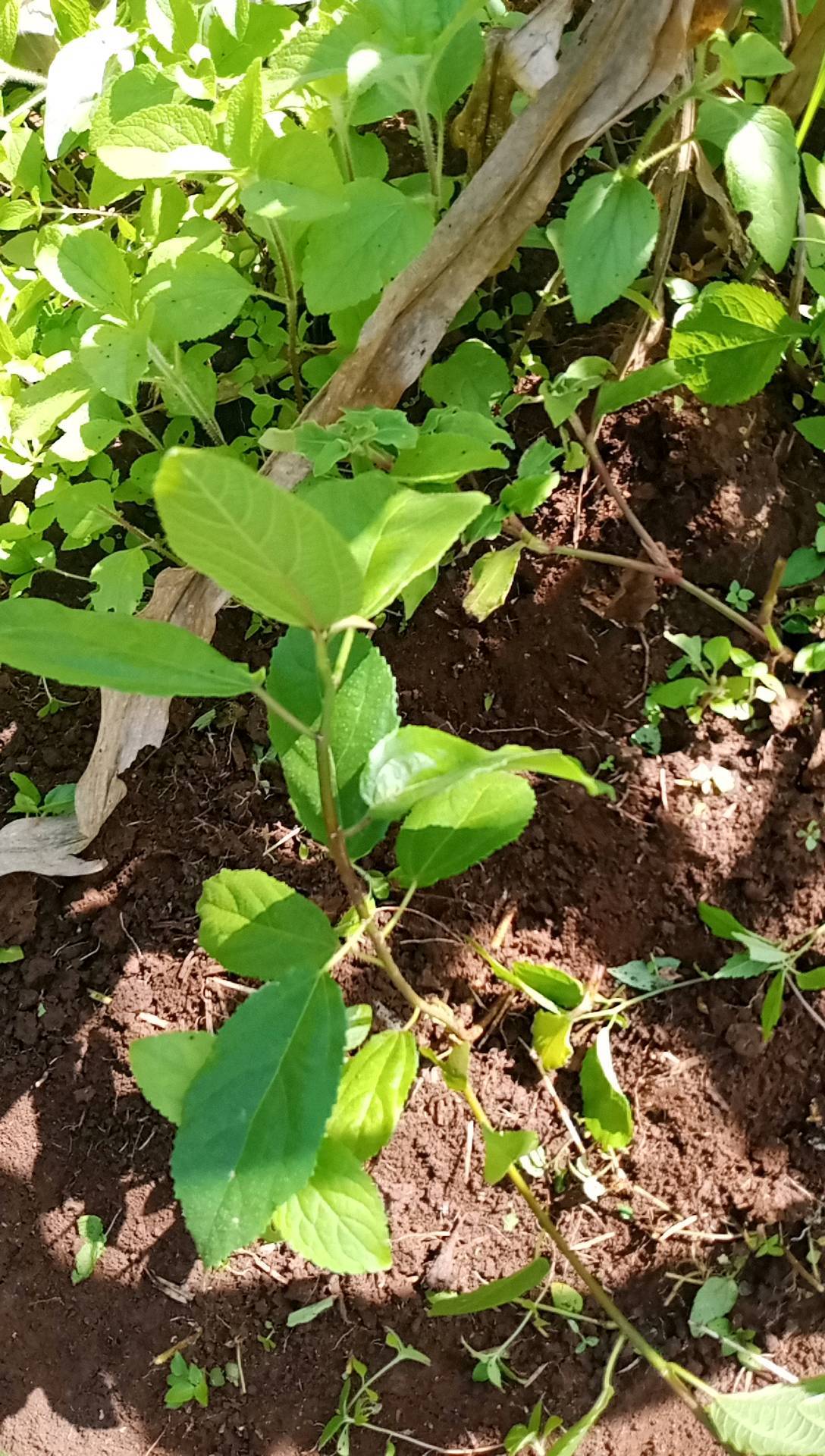 tree