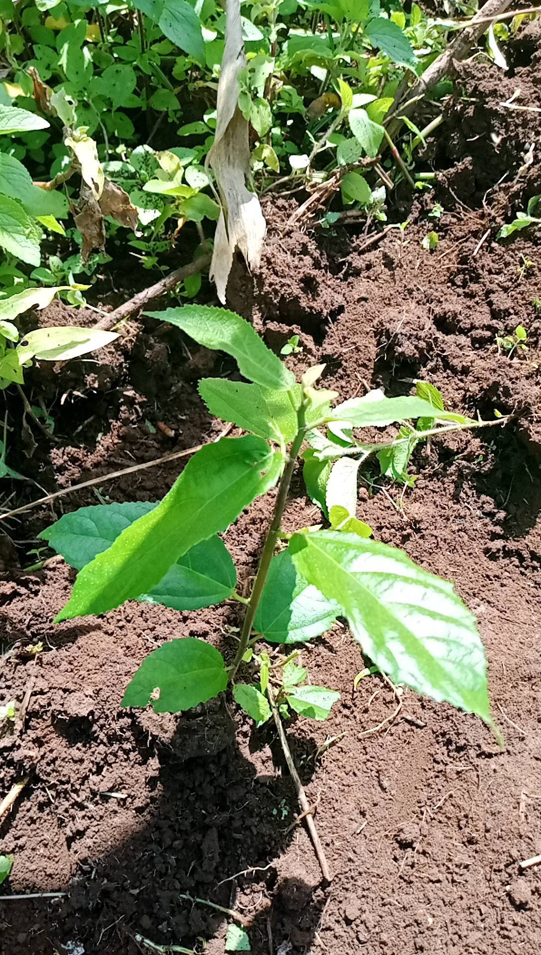 tree