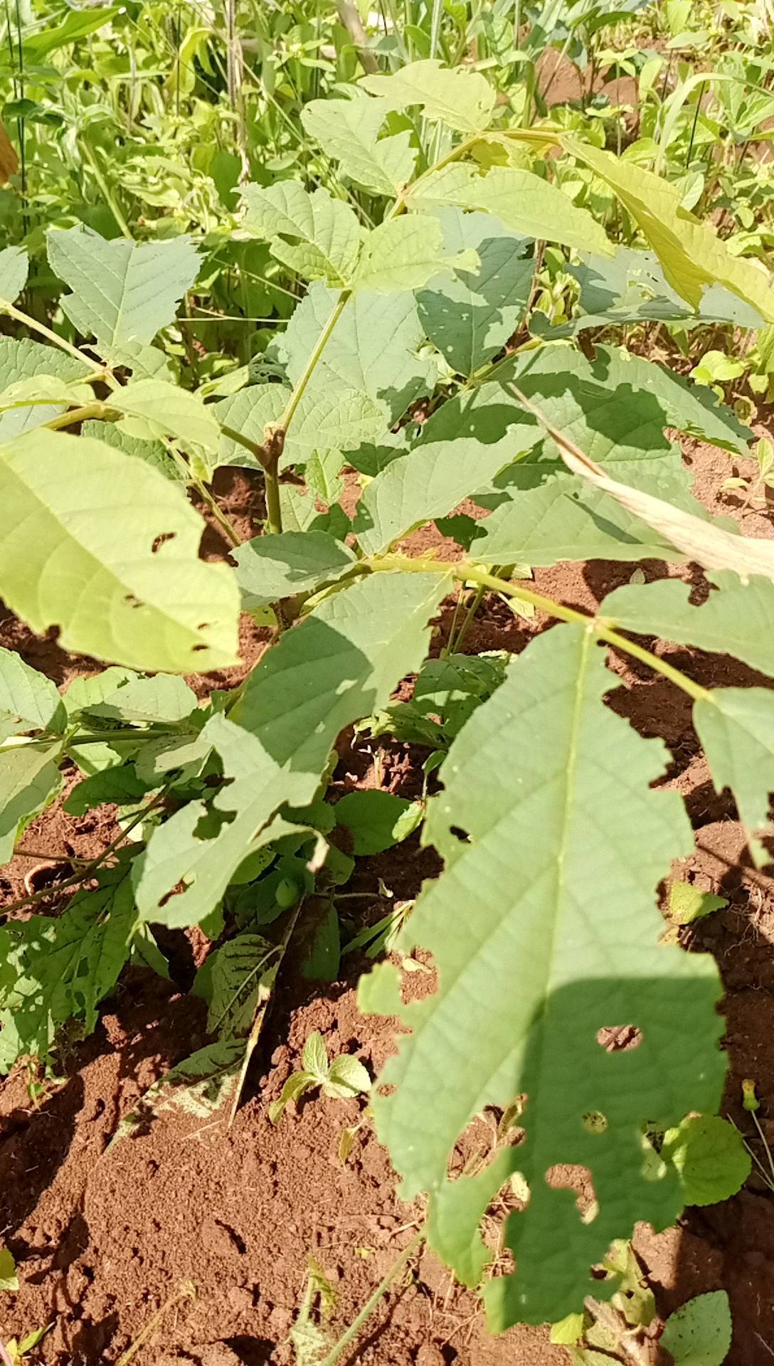 tree