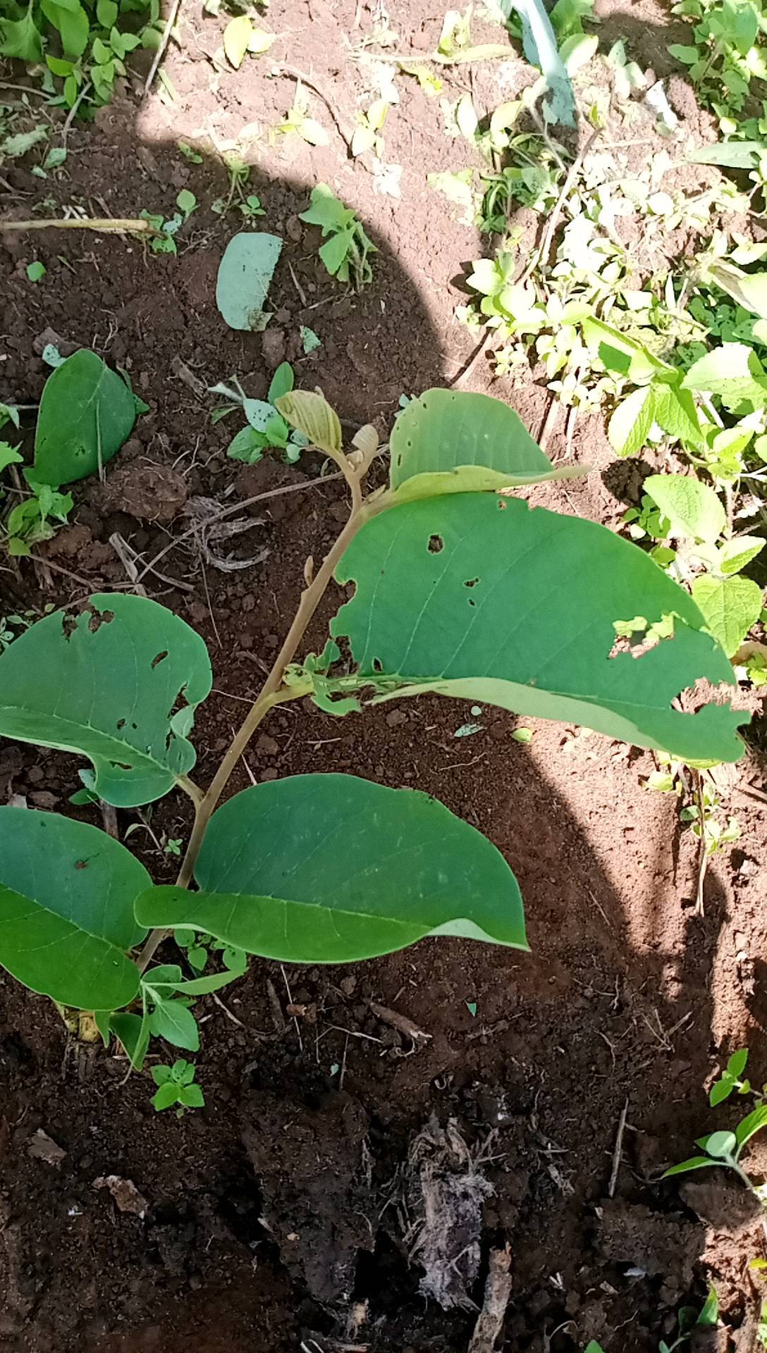 tree