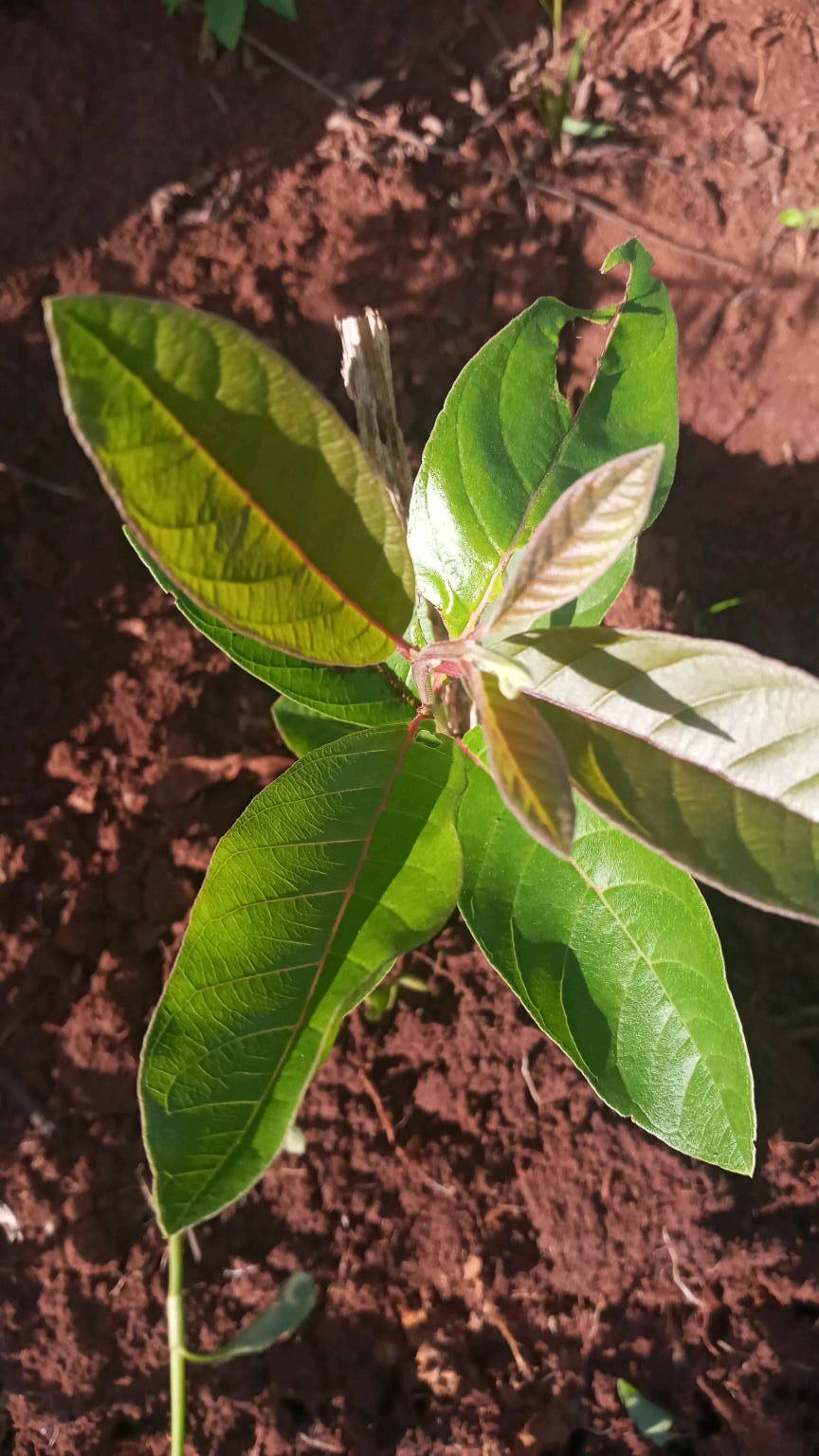 tree