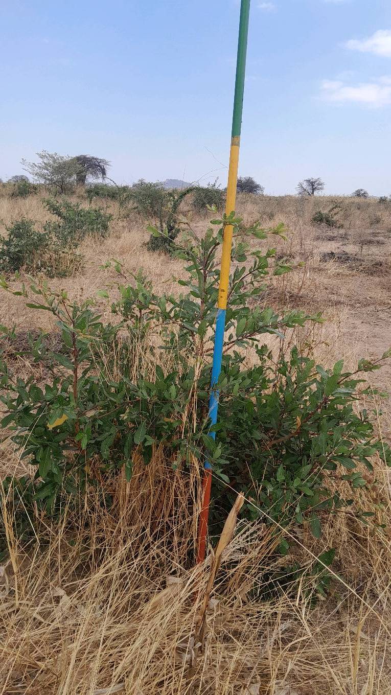 tree
