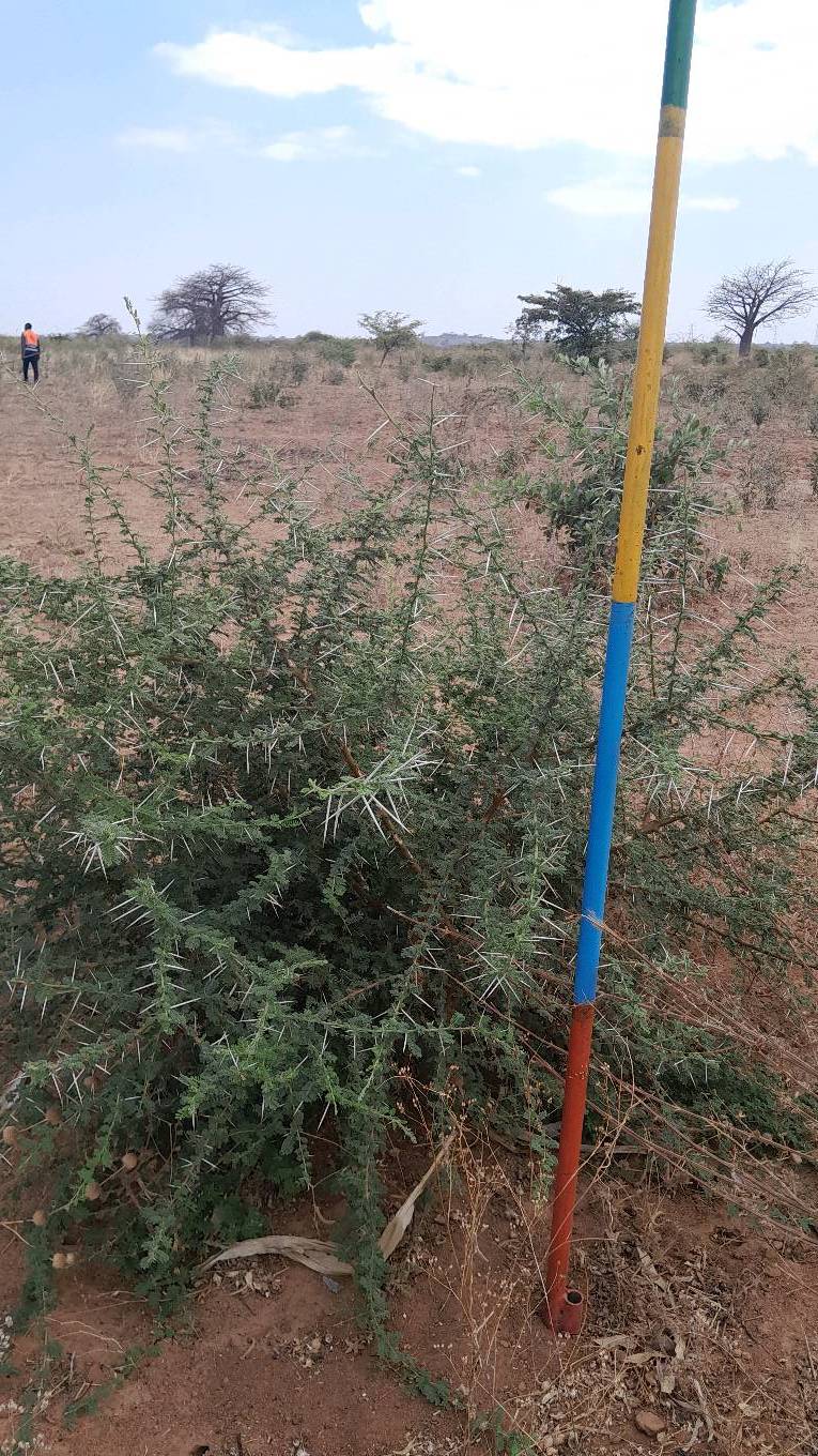 tree