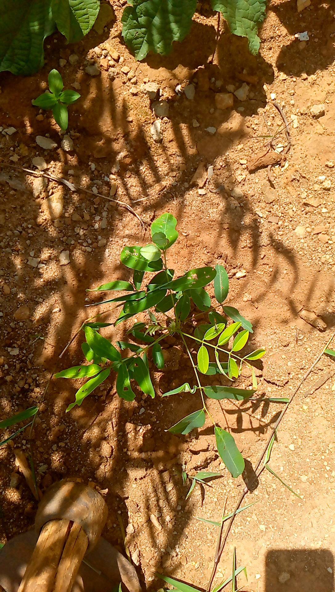 tree