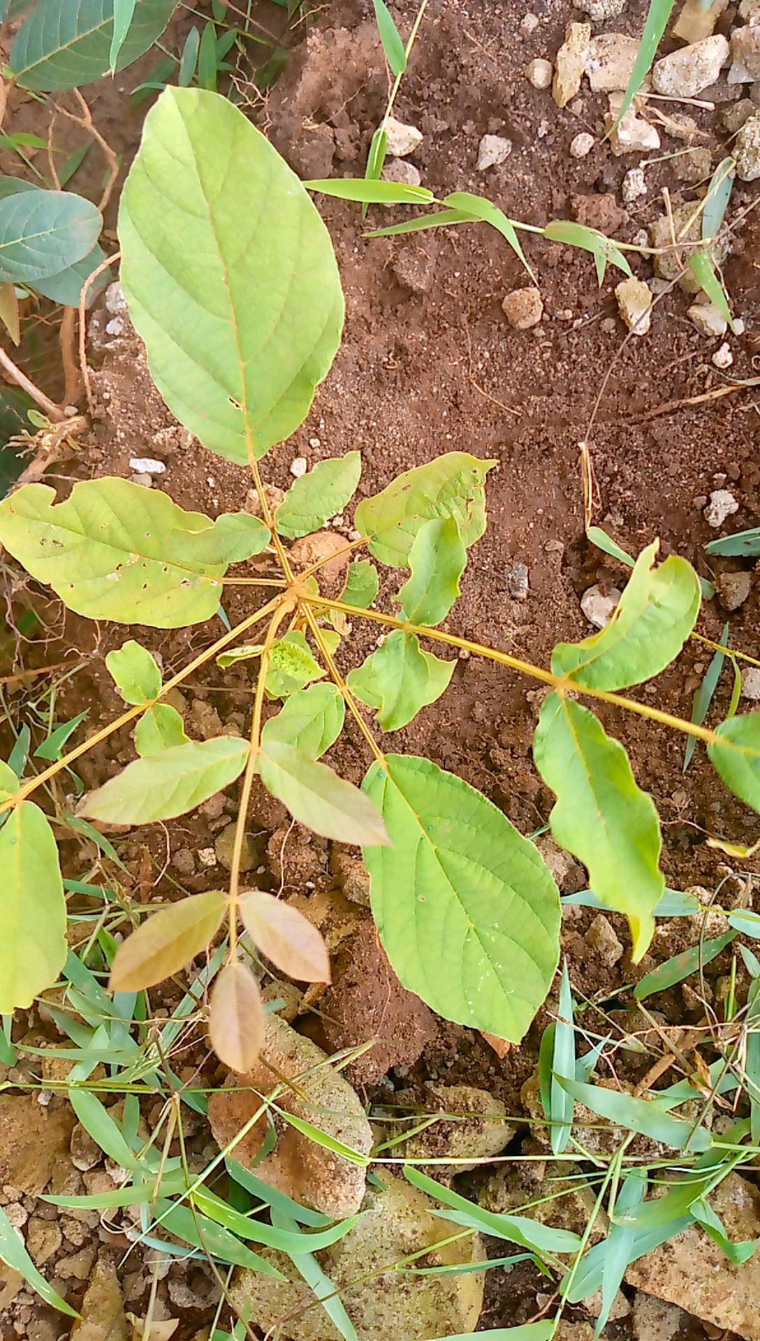 tree