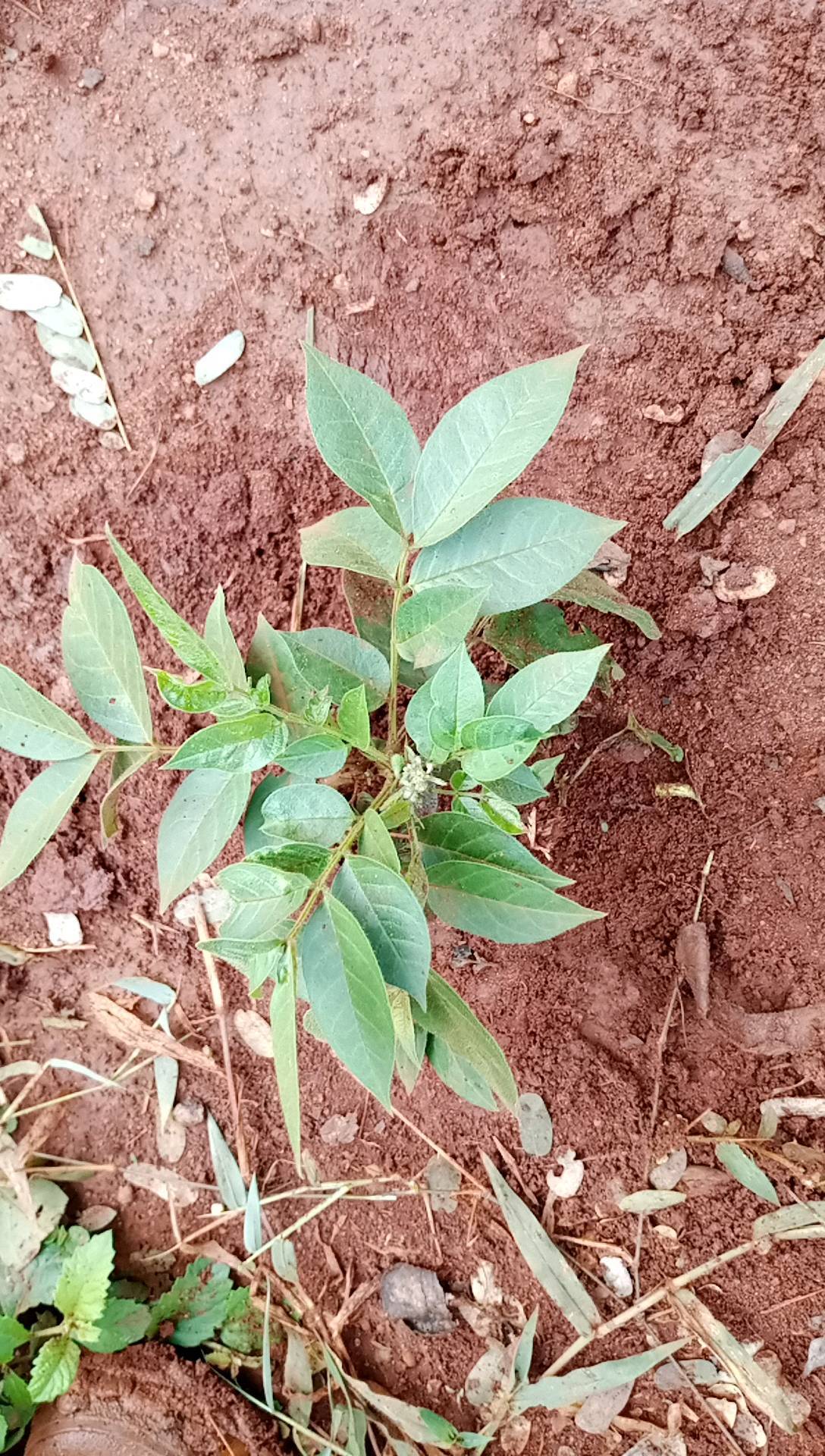 tree