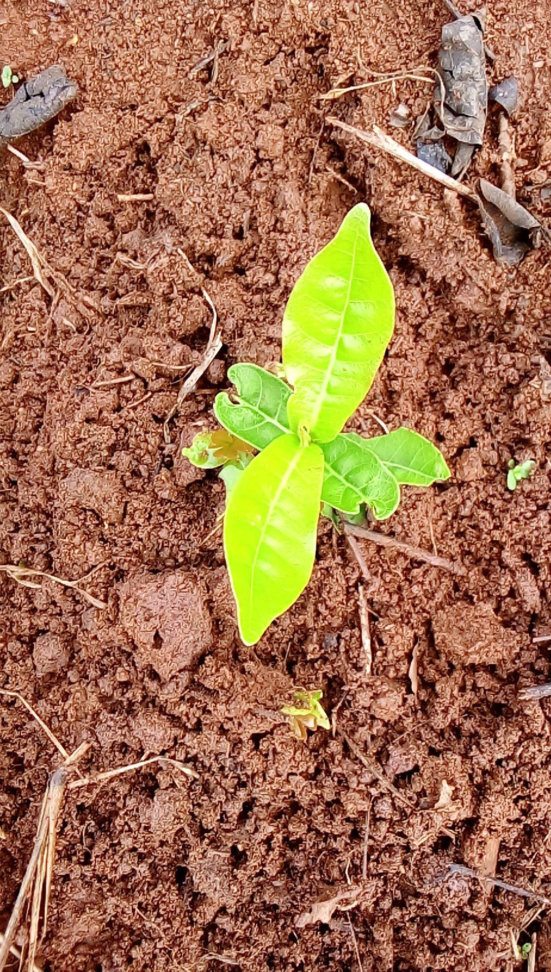 tree