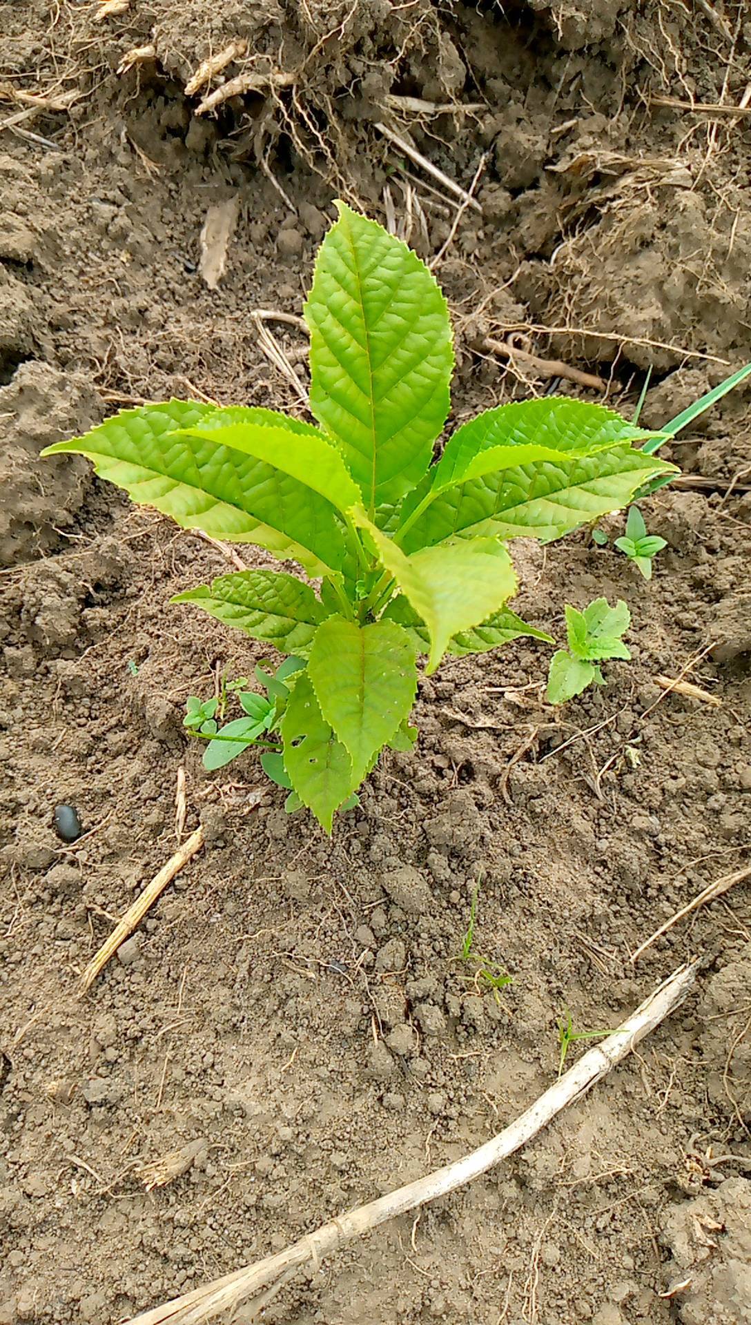 tree