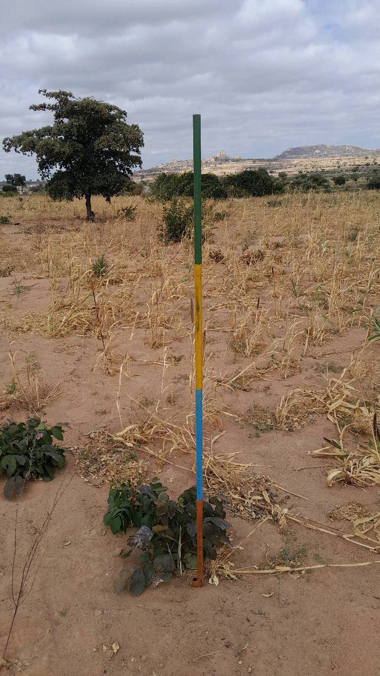 tree
