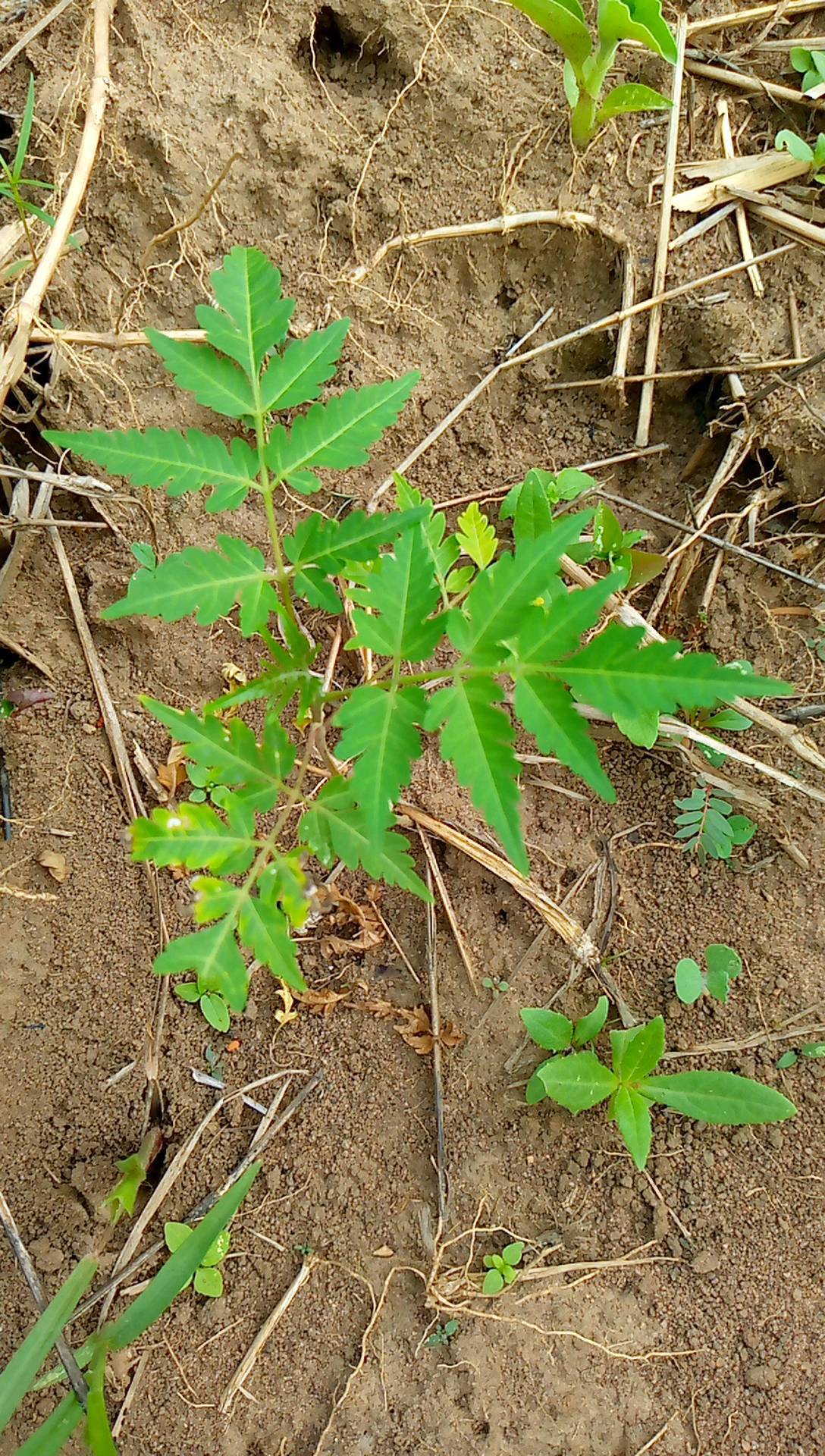 tree