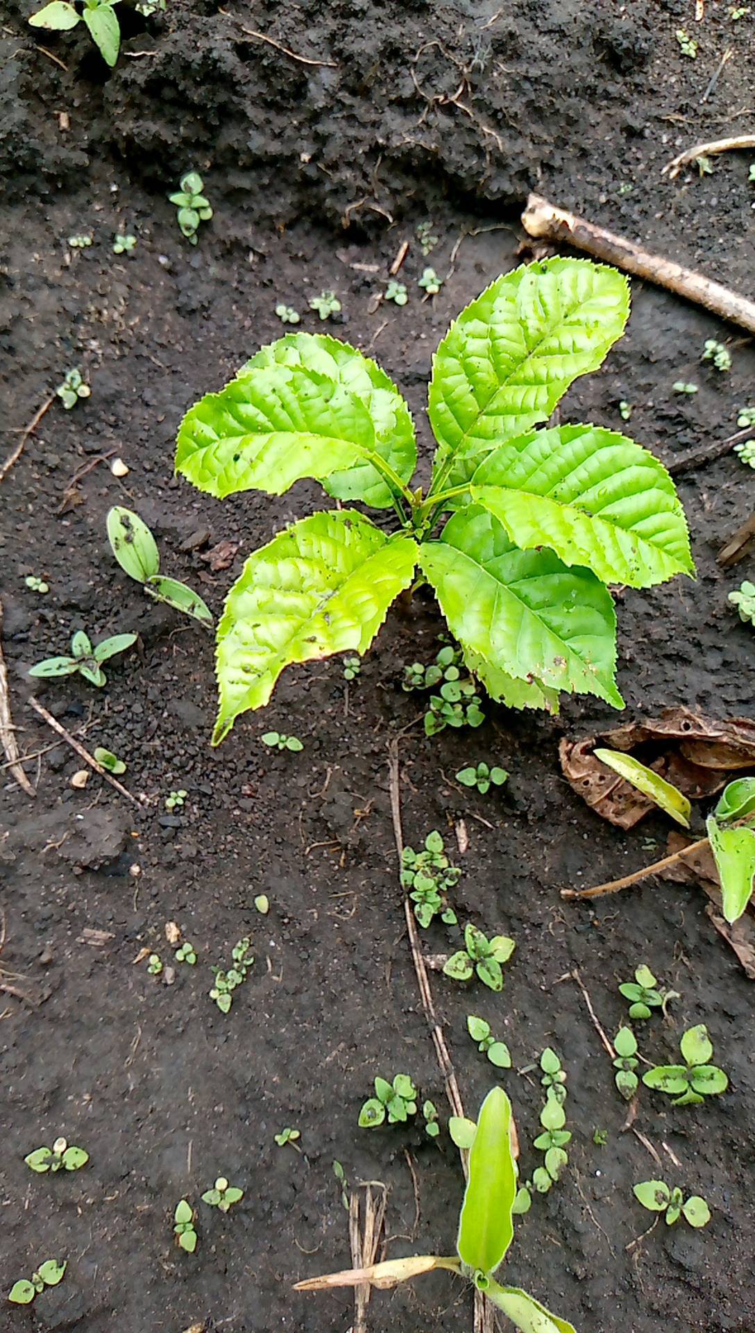tree