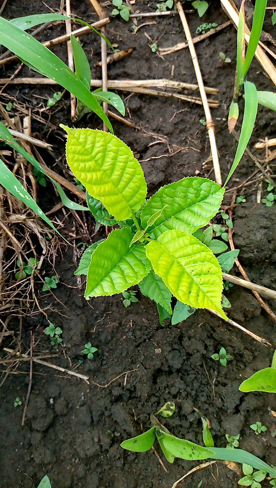 tree