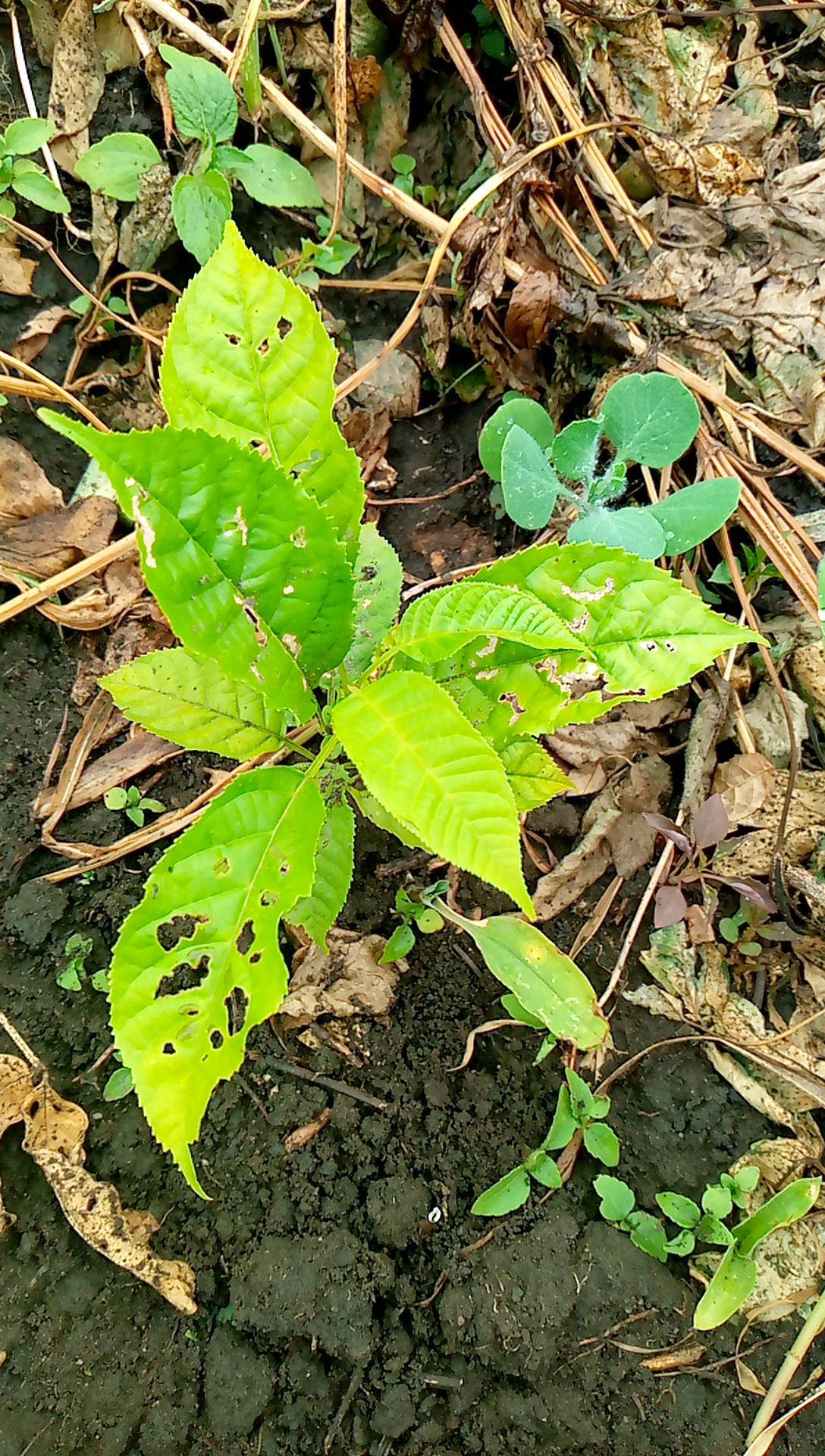 tree