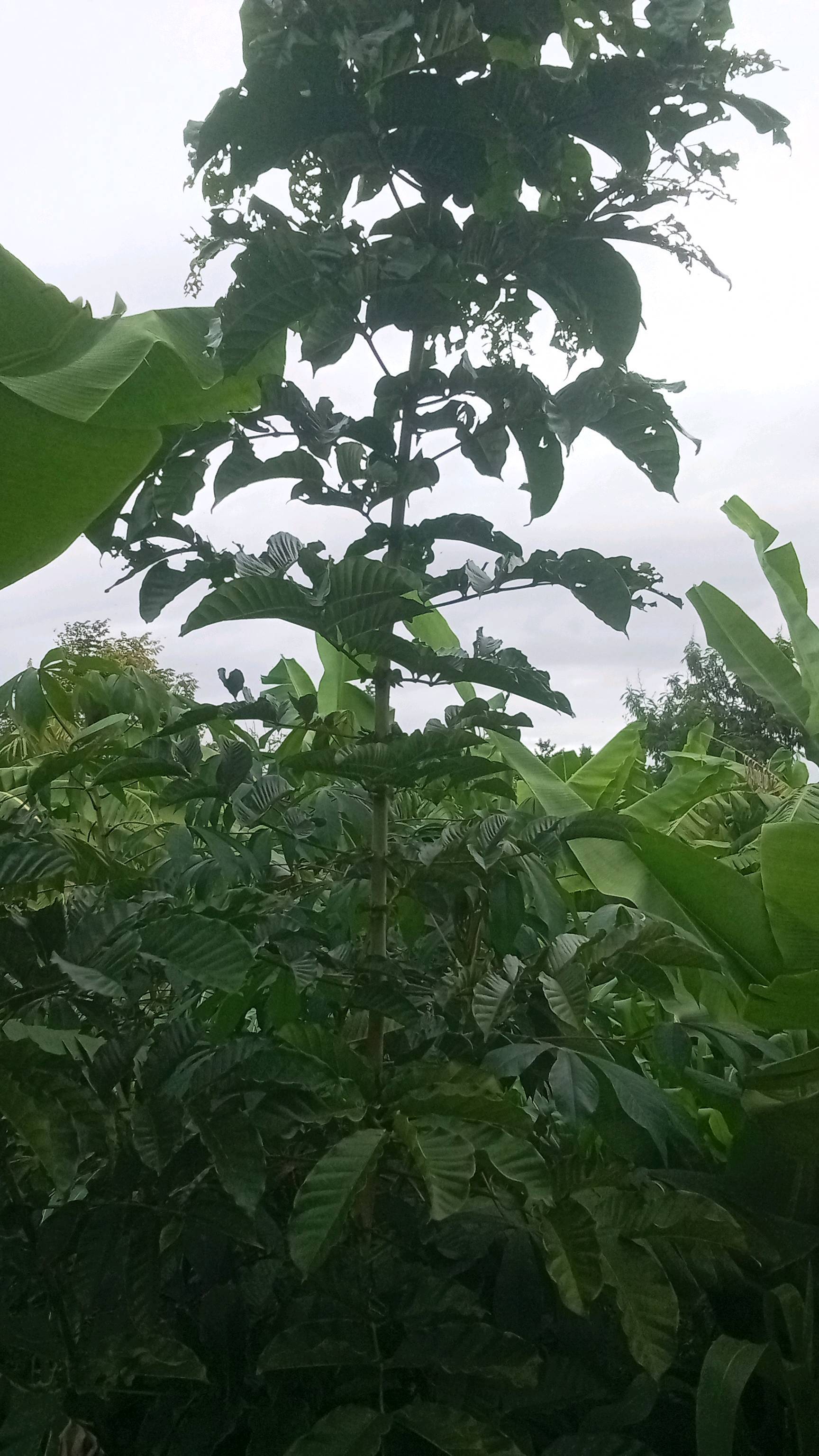tree