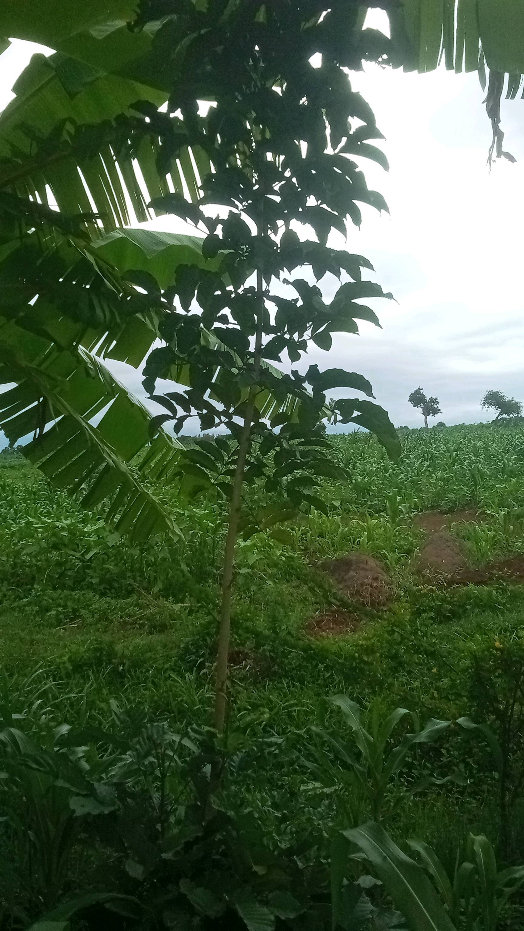 tree