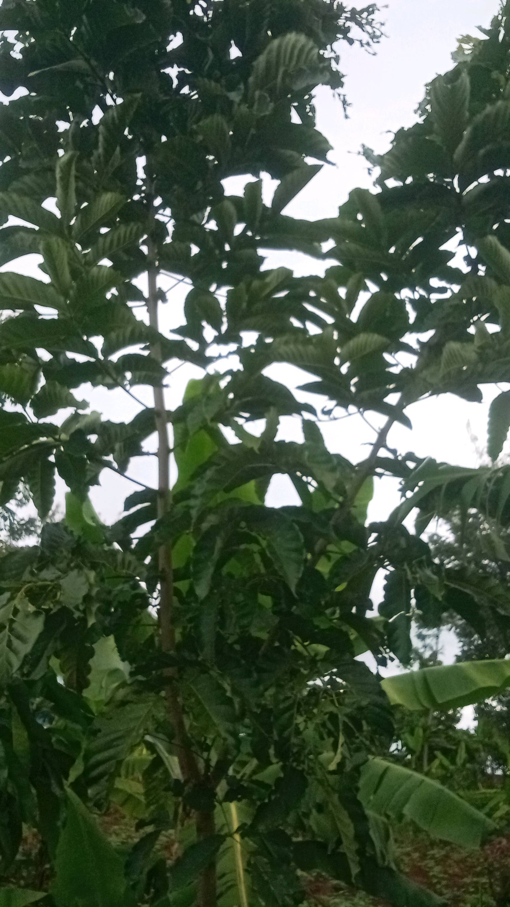 tree