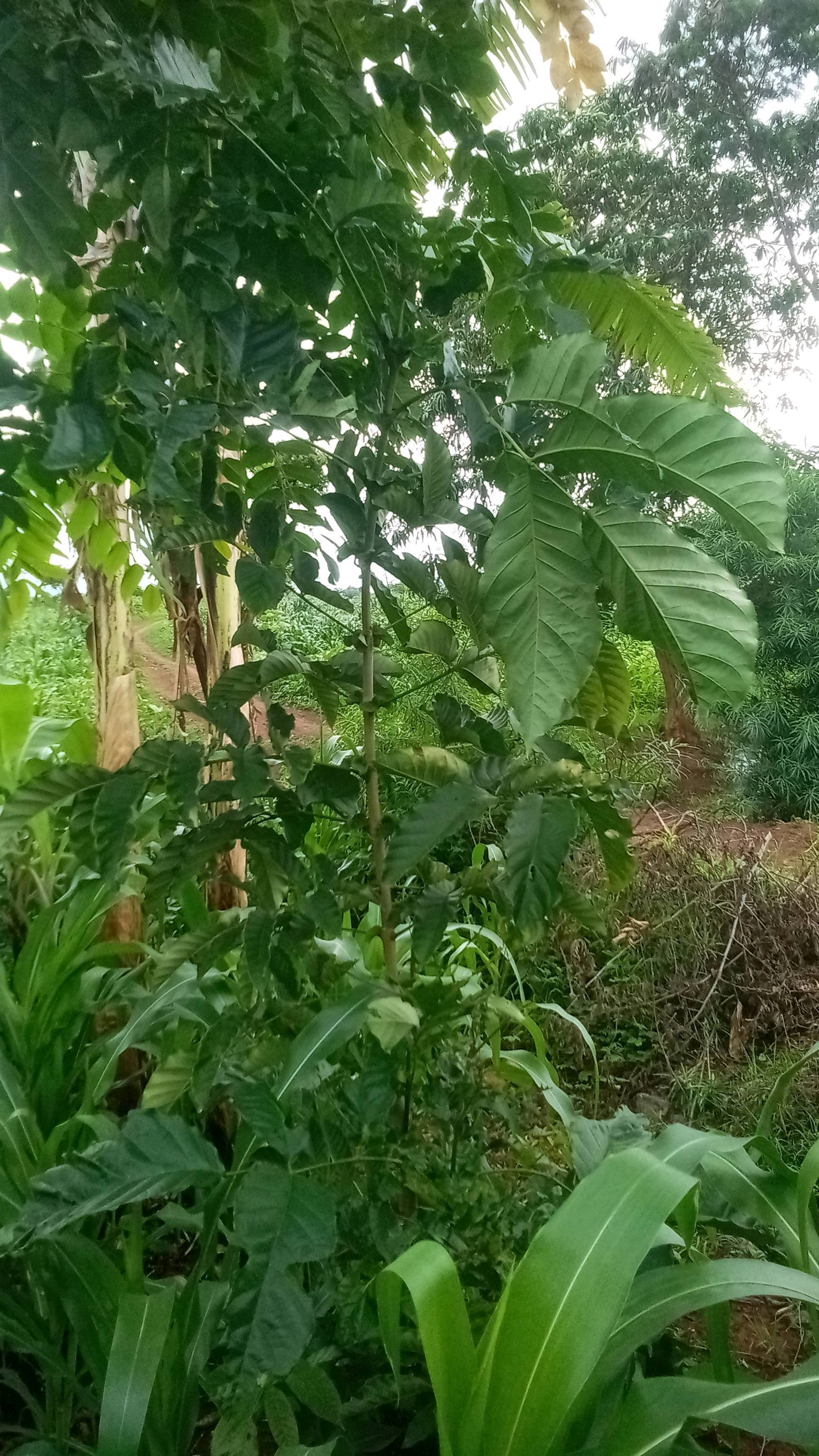 tree