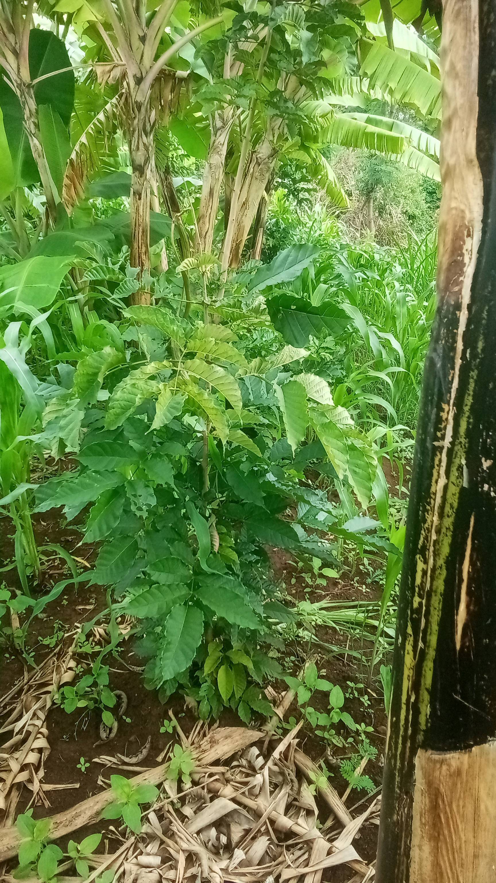 tree