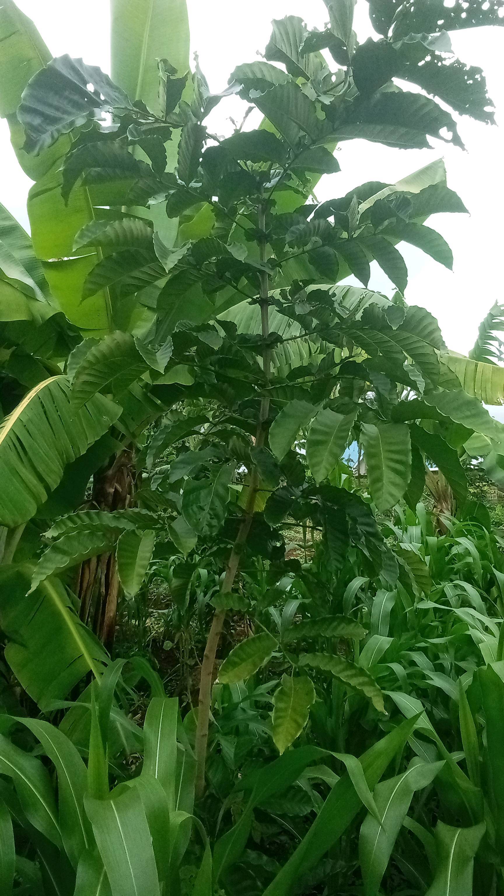 tree
