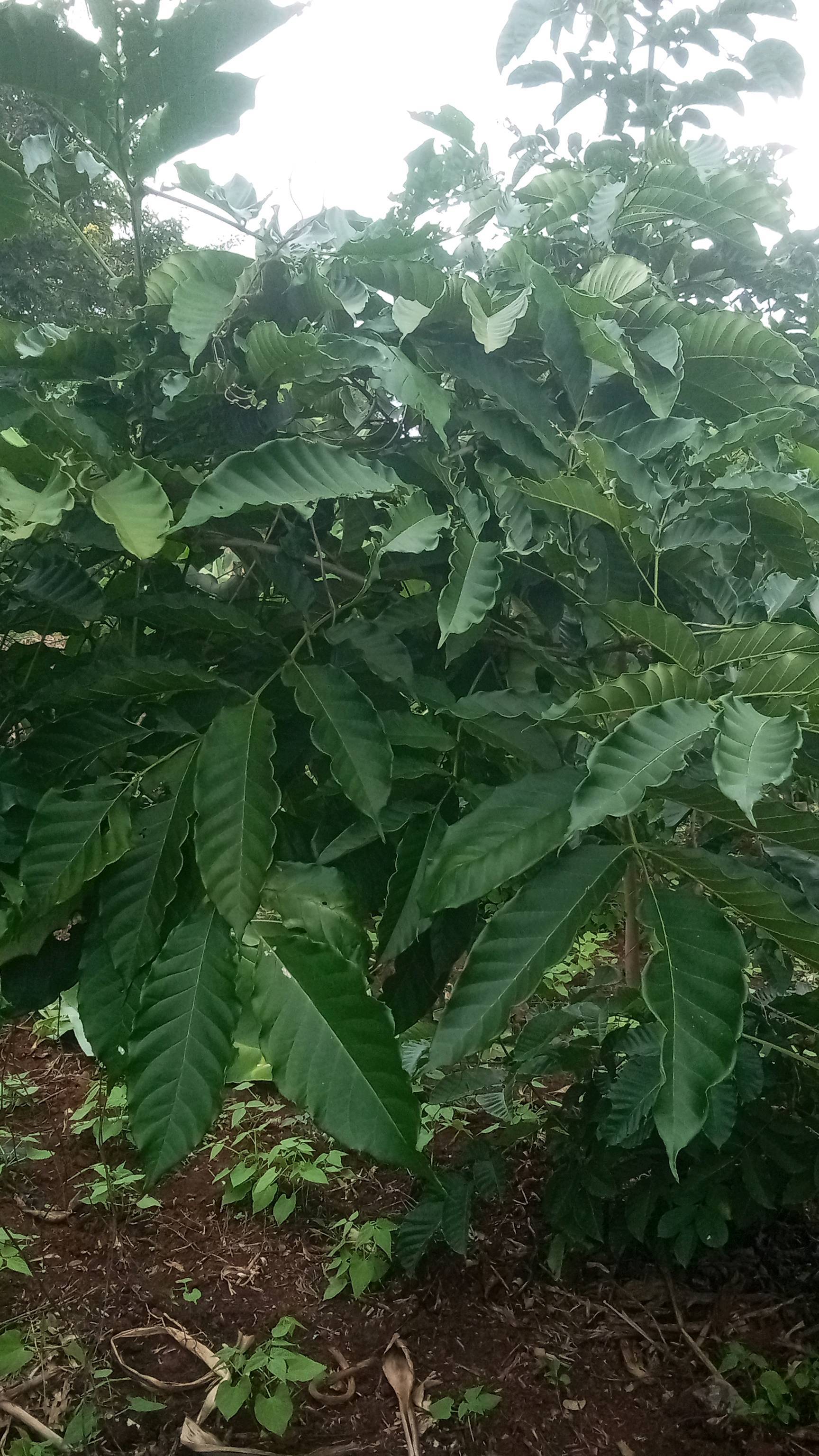 tree
