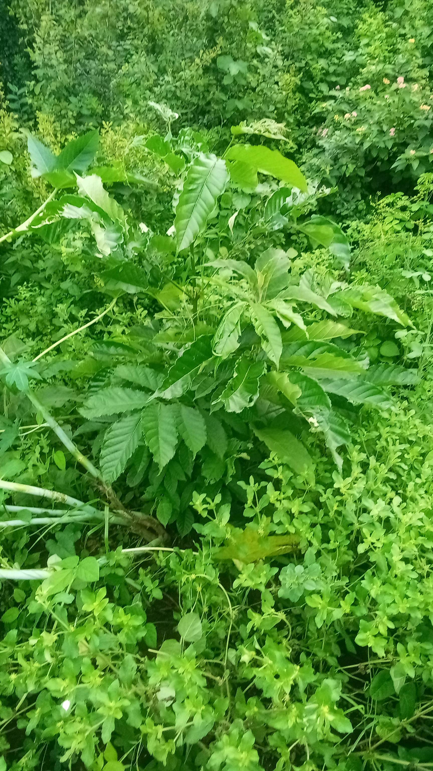 tree