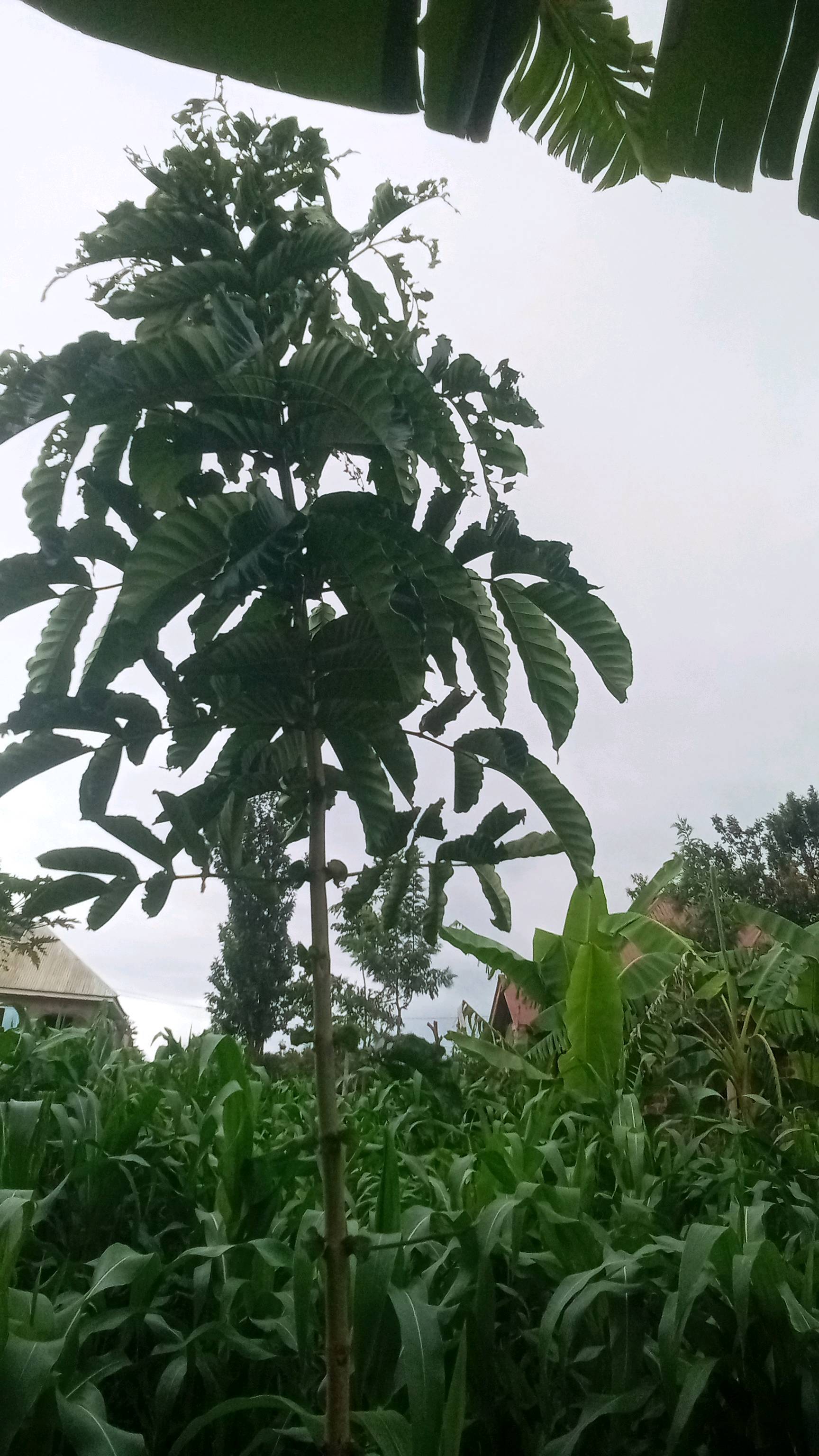 tree