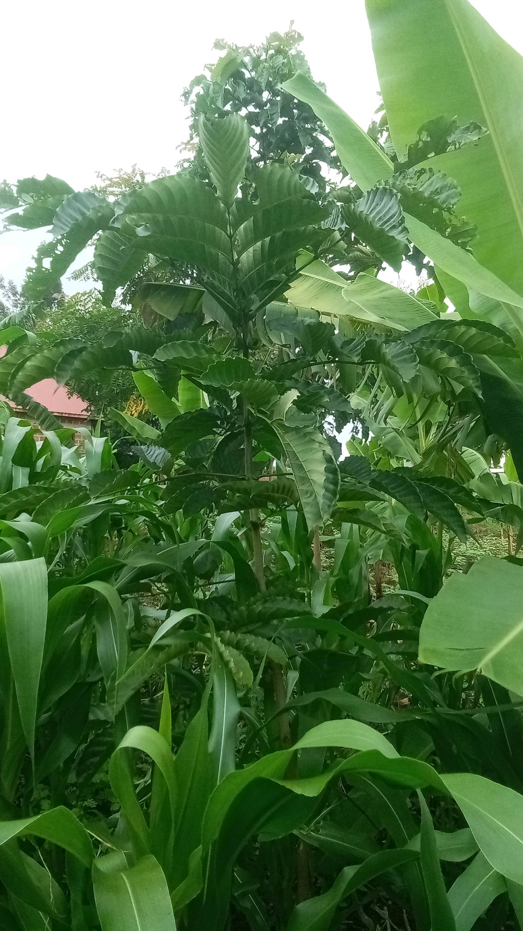 tree