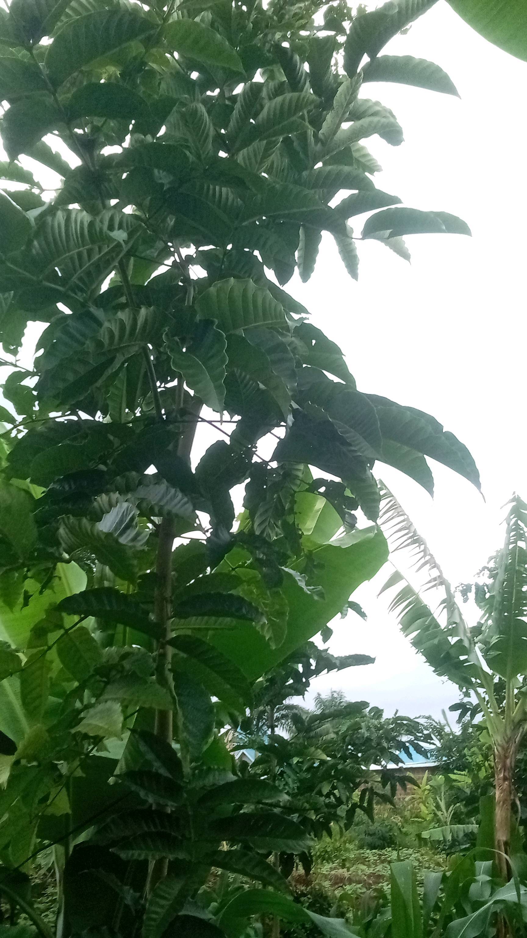 tree