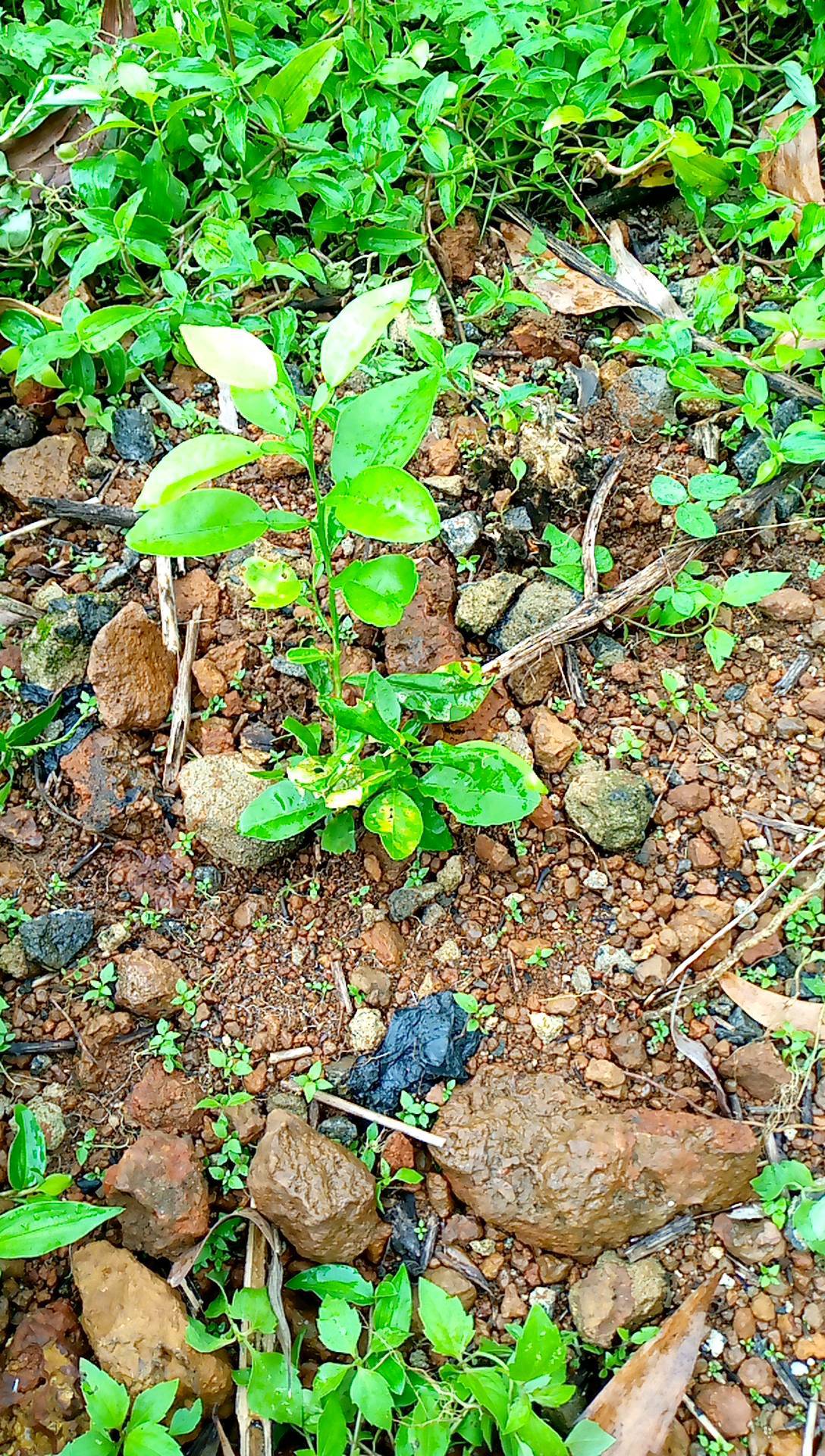 tree