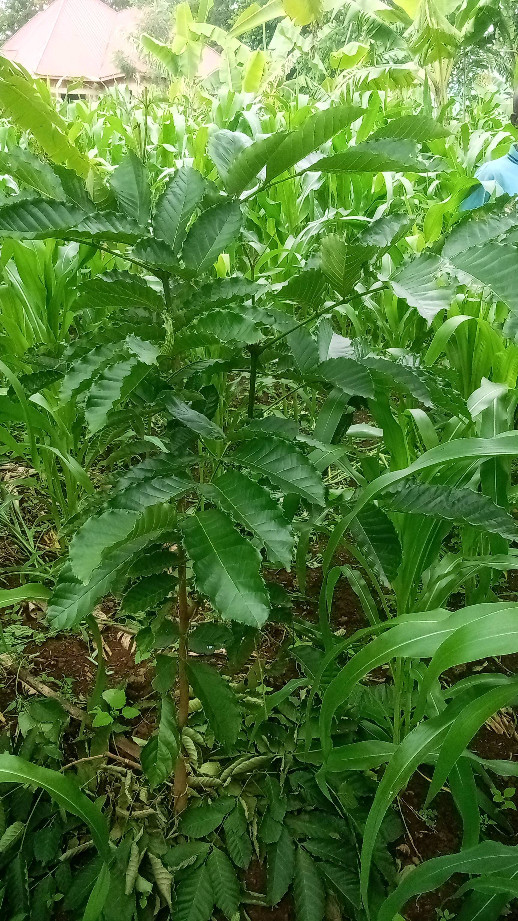 tree