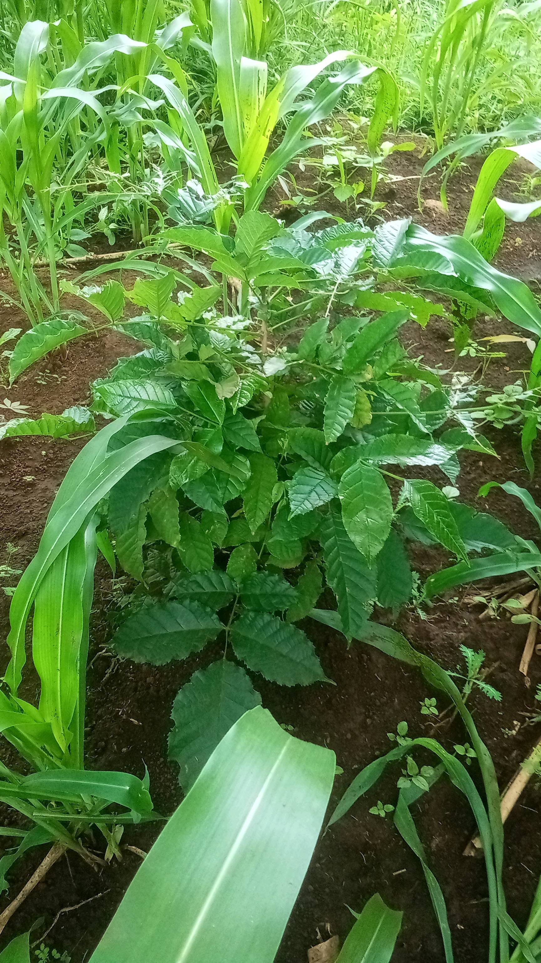 tree