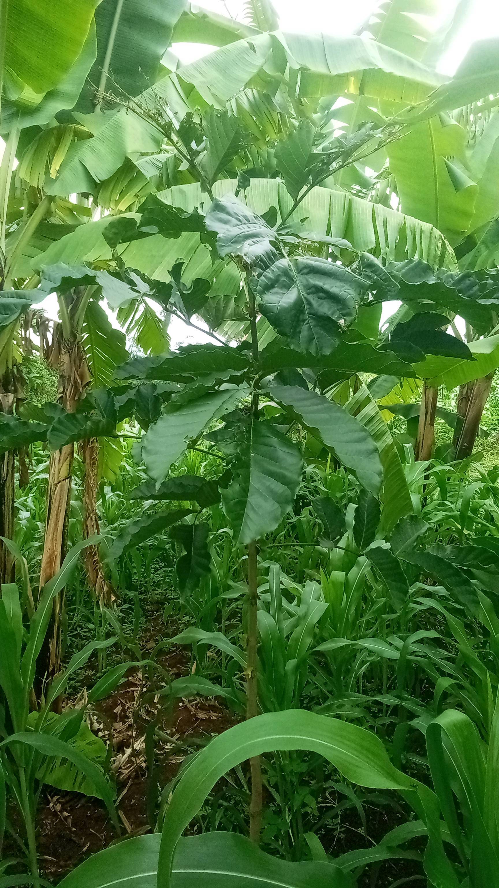 tree