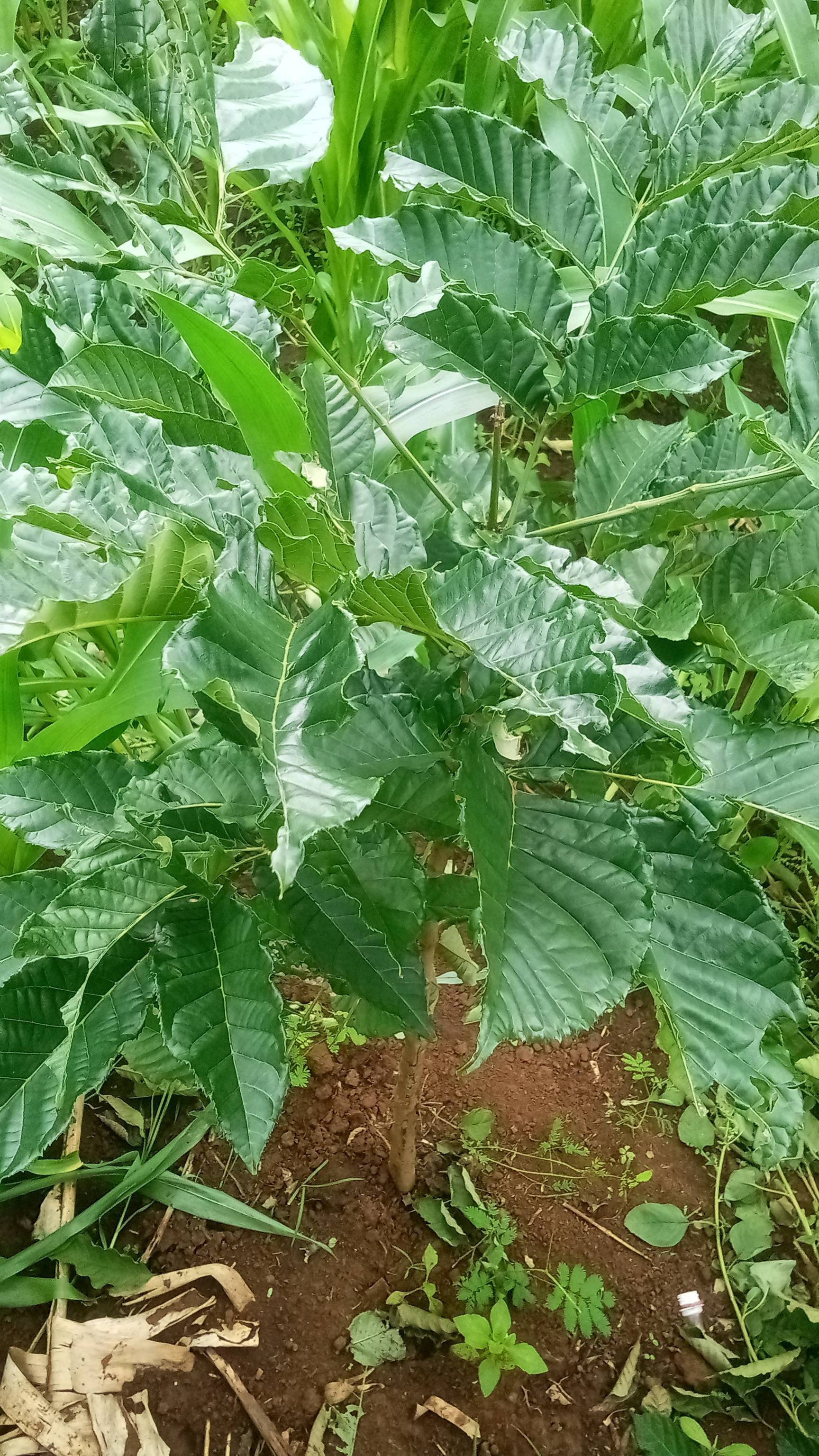 tree