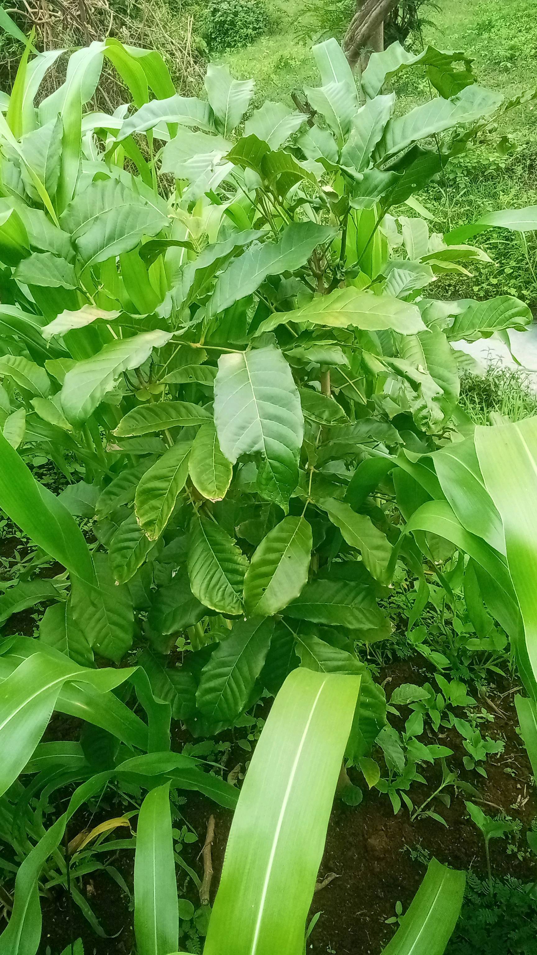 tree