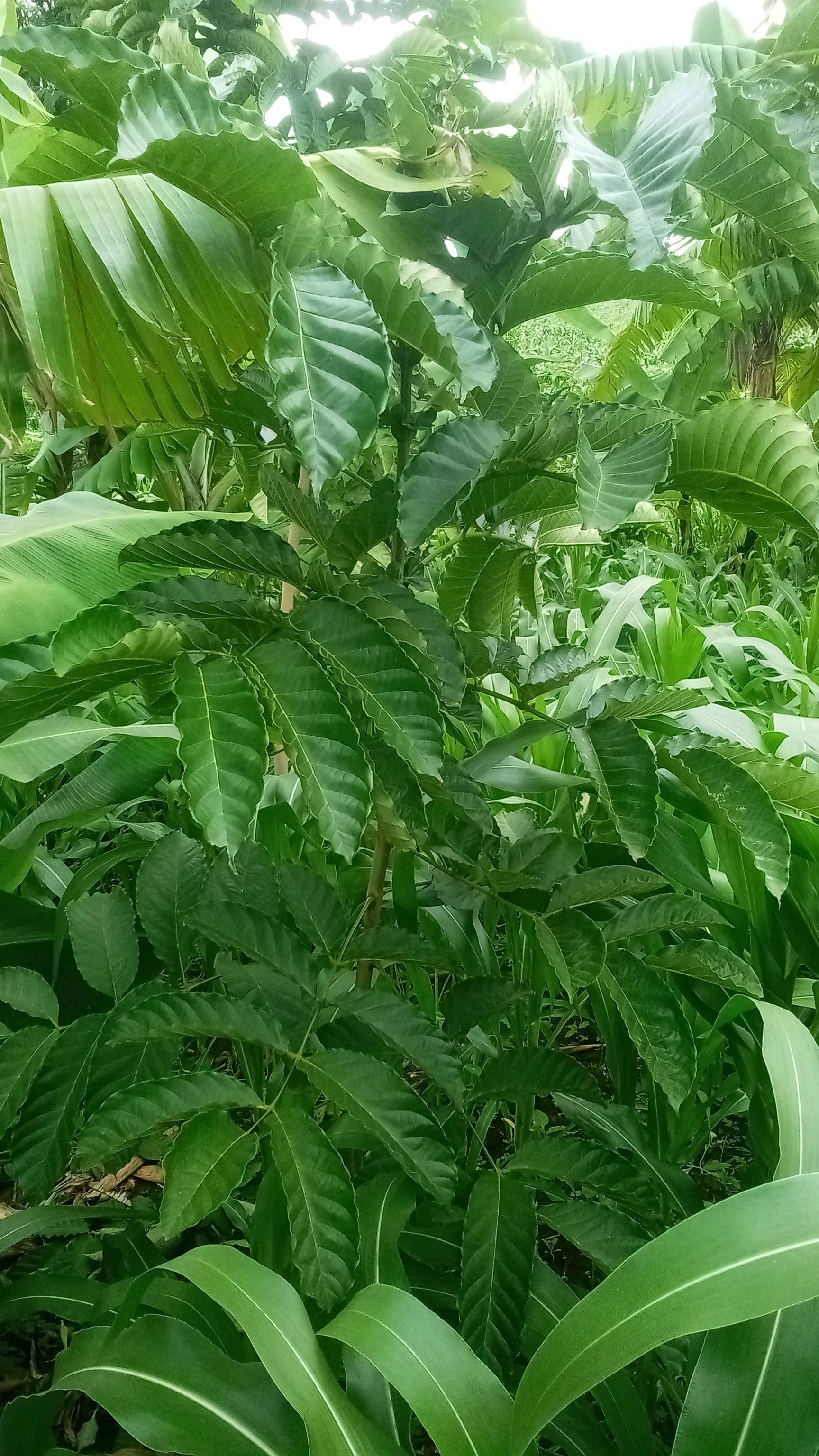 tree