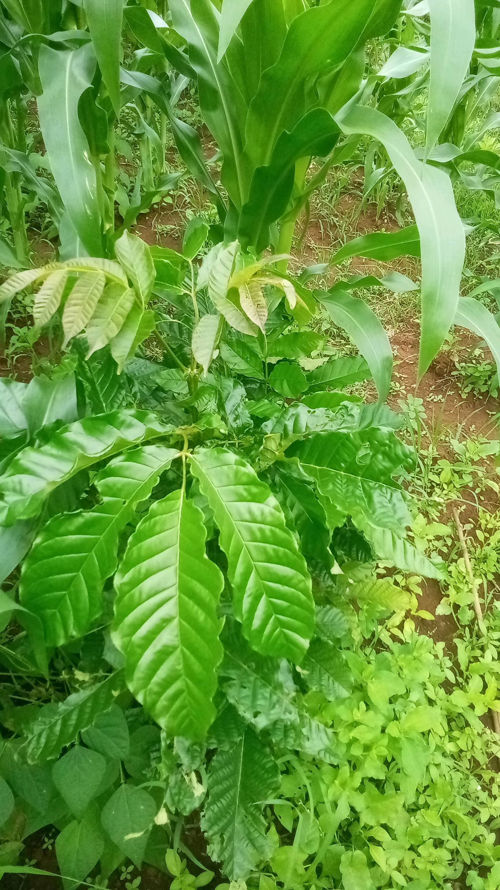 tree