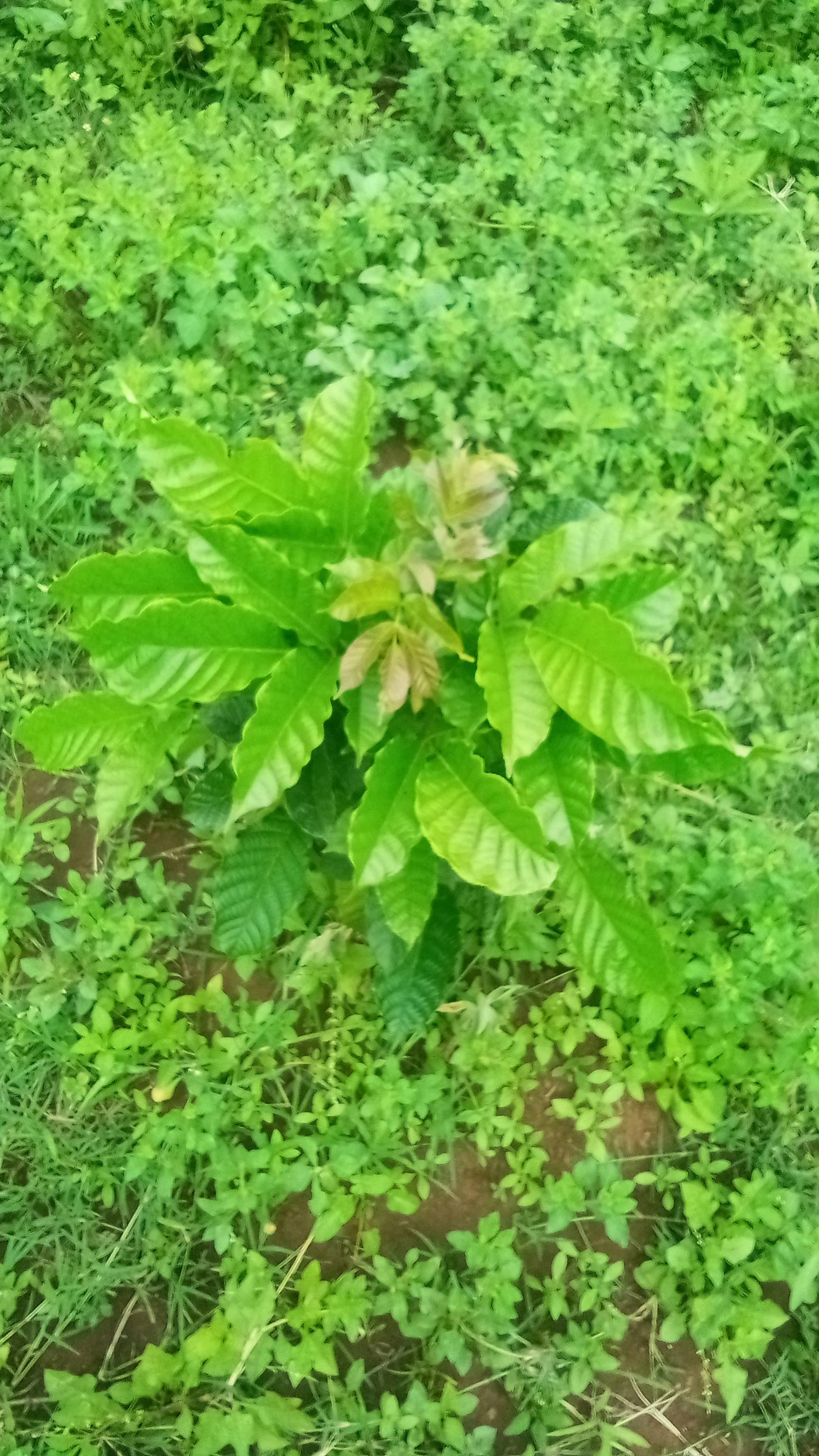 tree