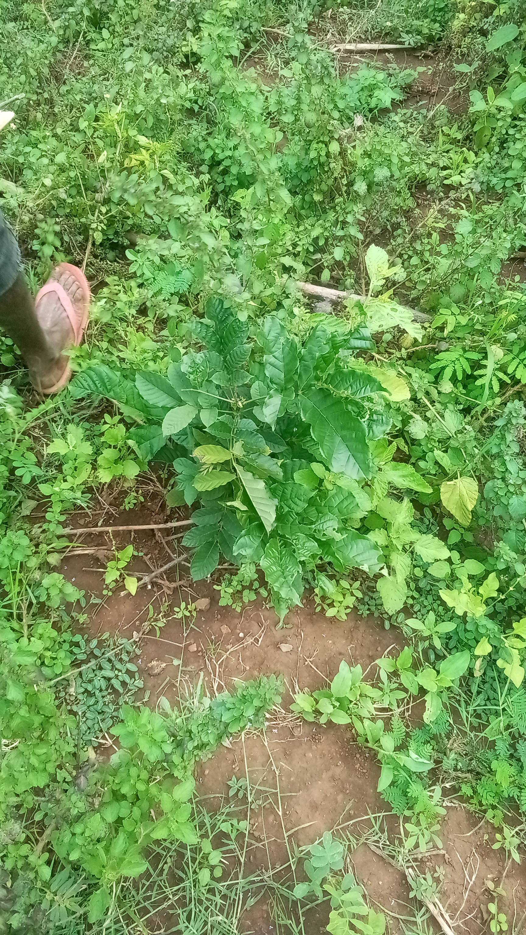 tree