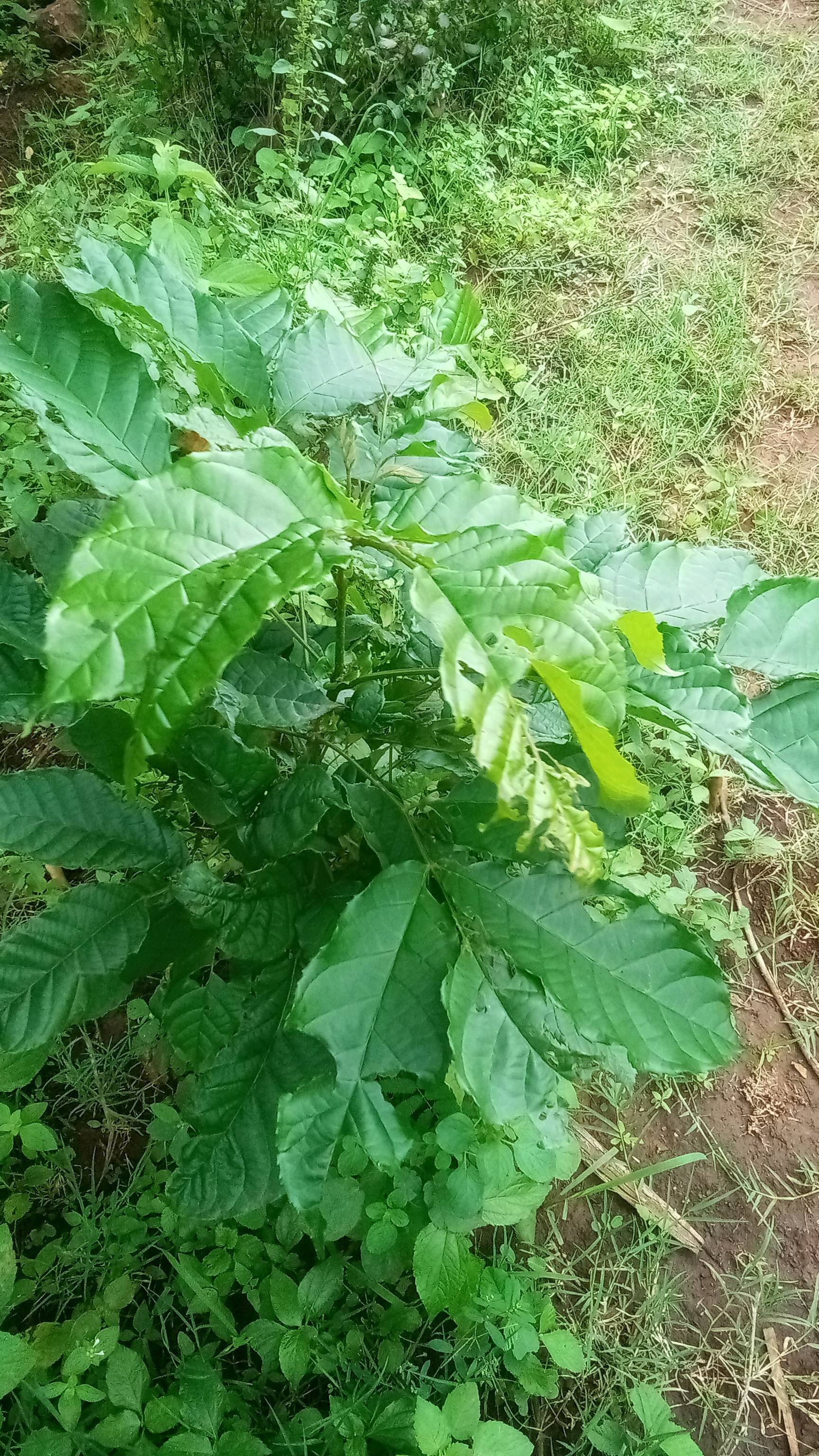 tree