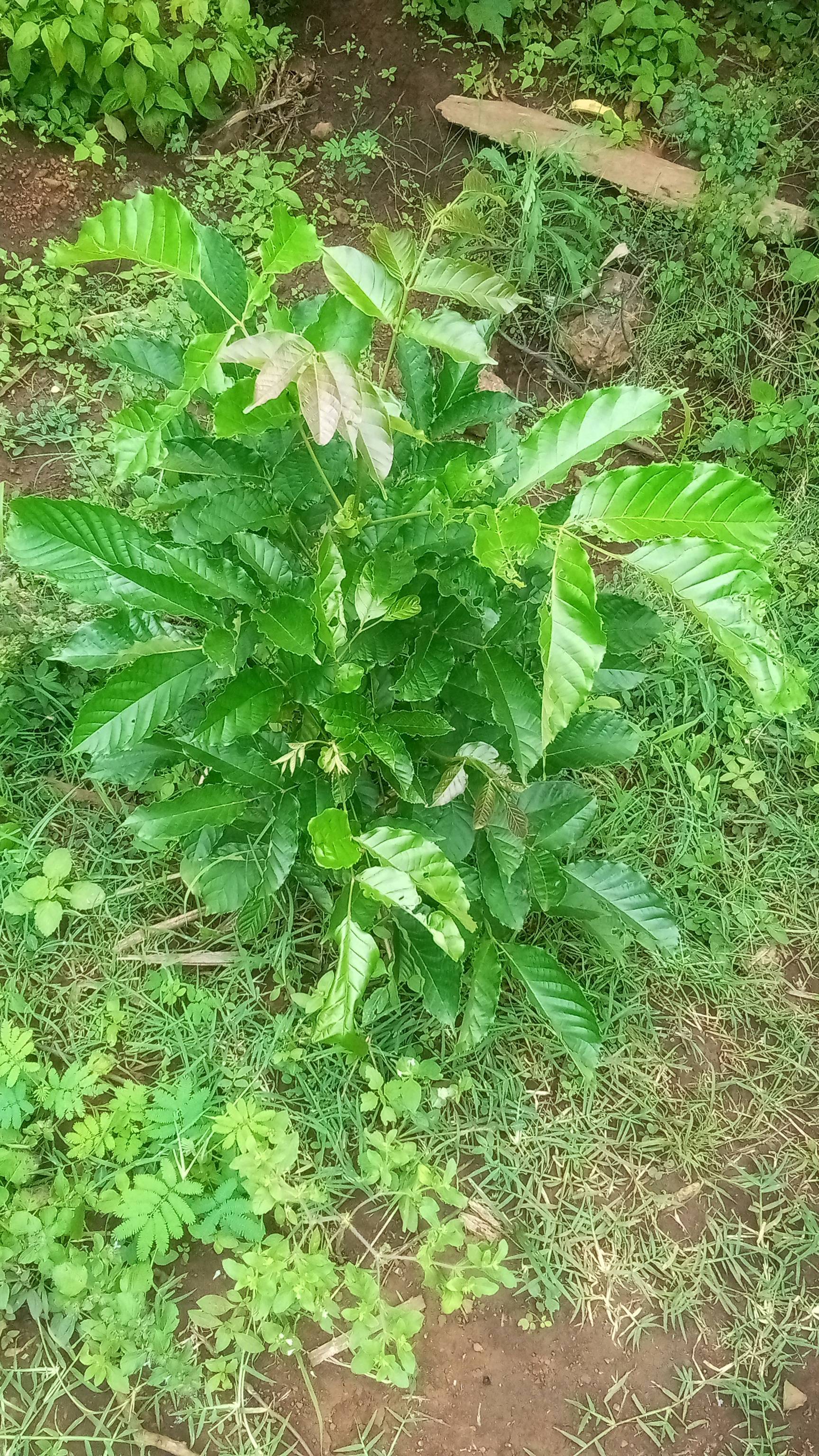 tree