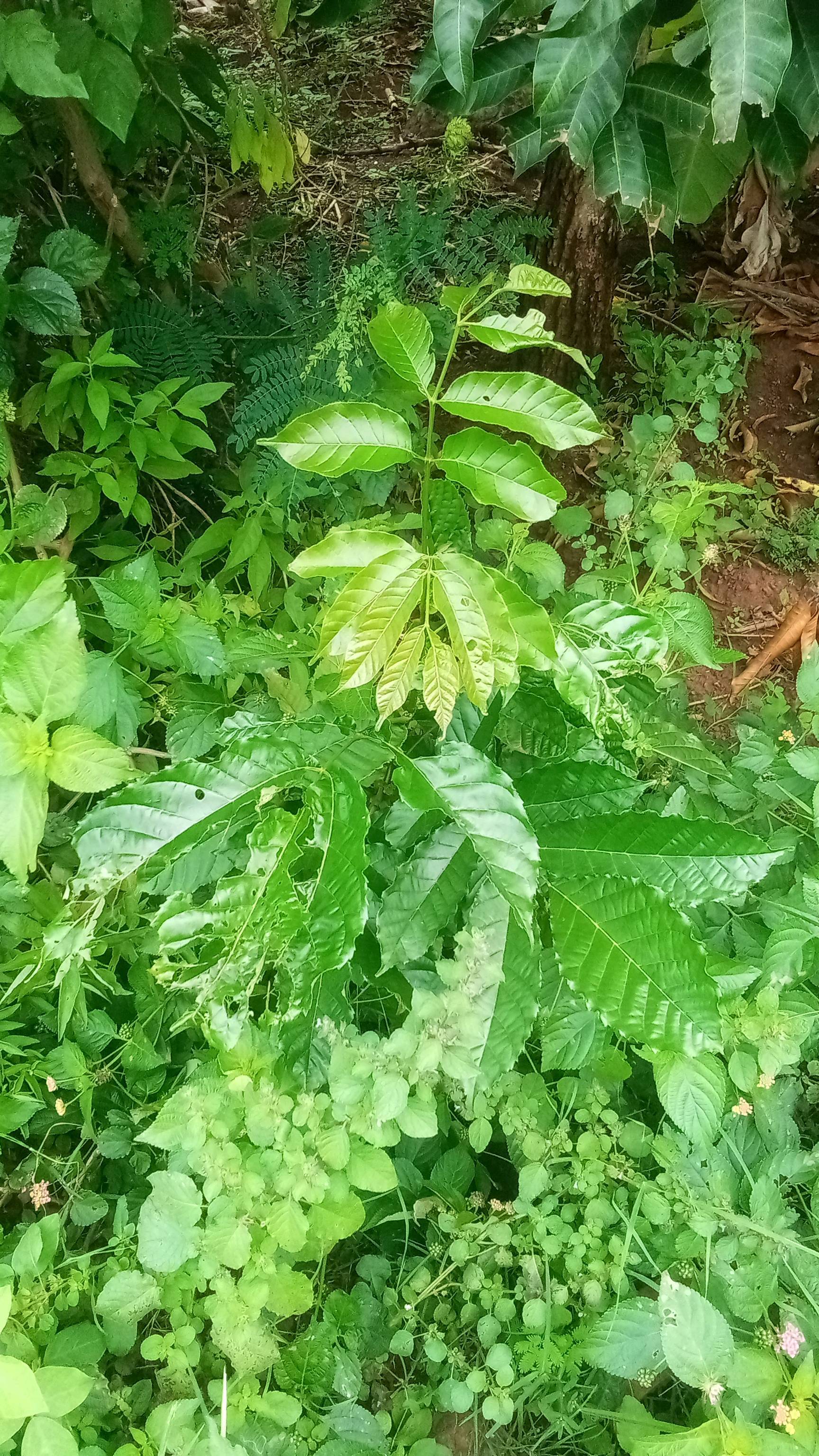 tree