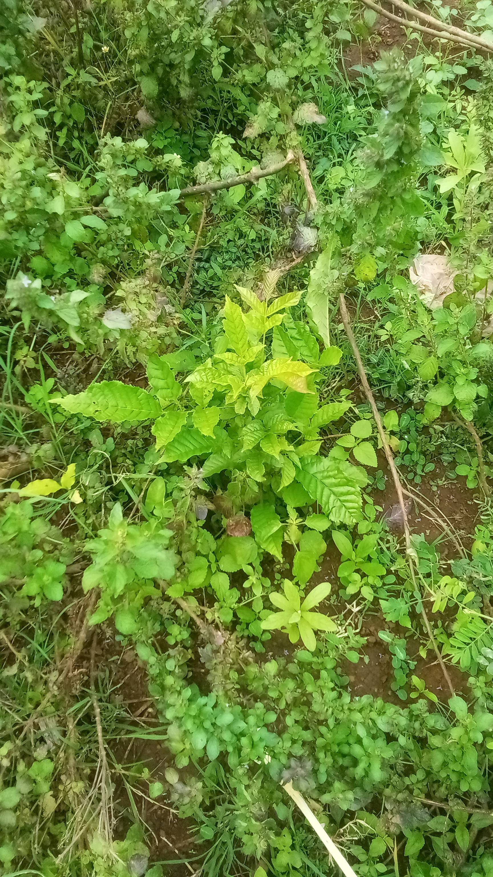 tree