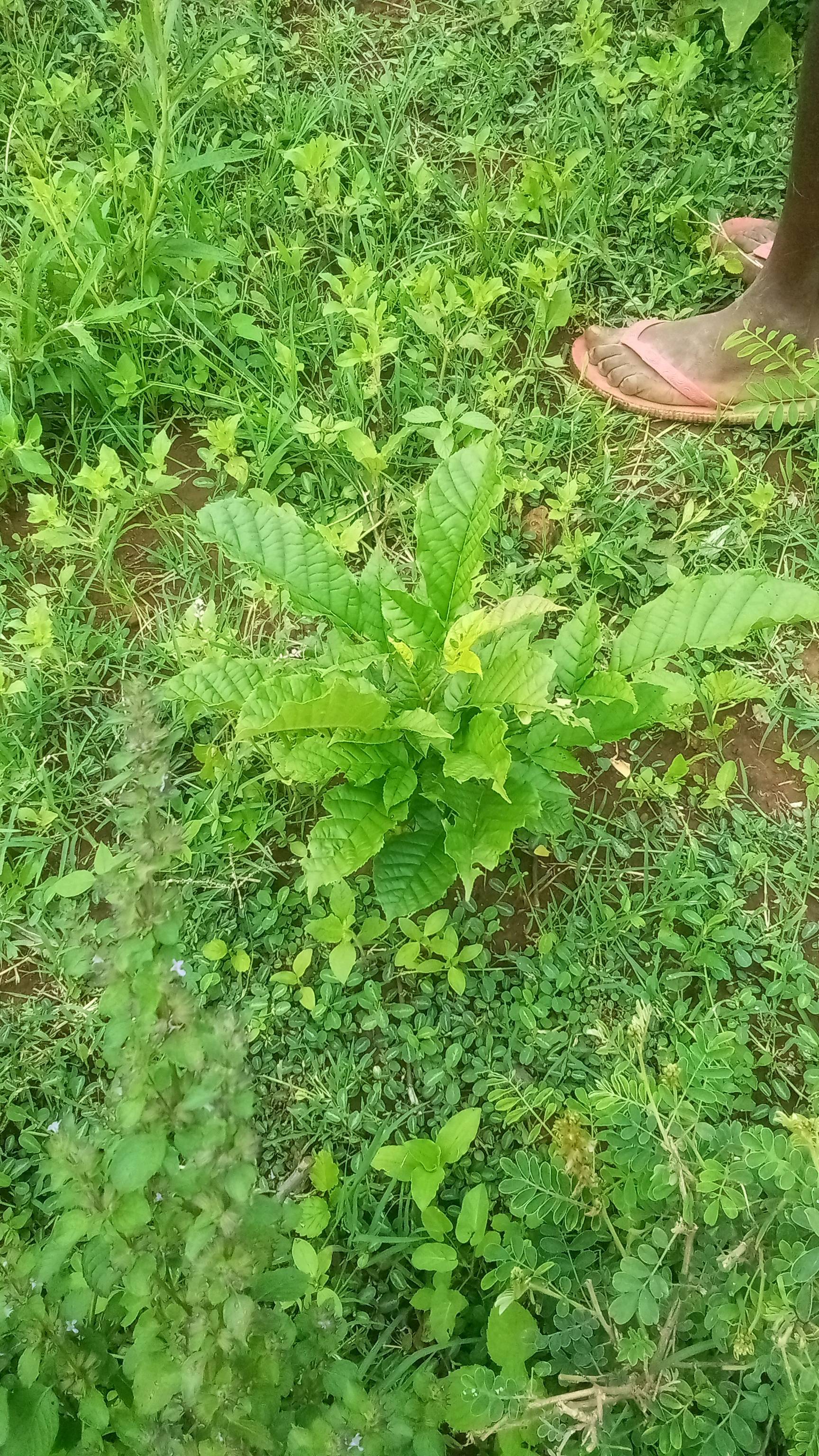 tree