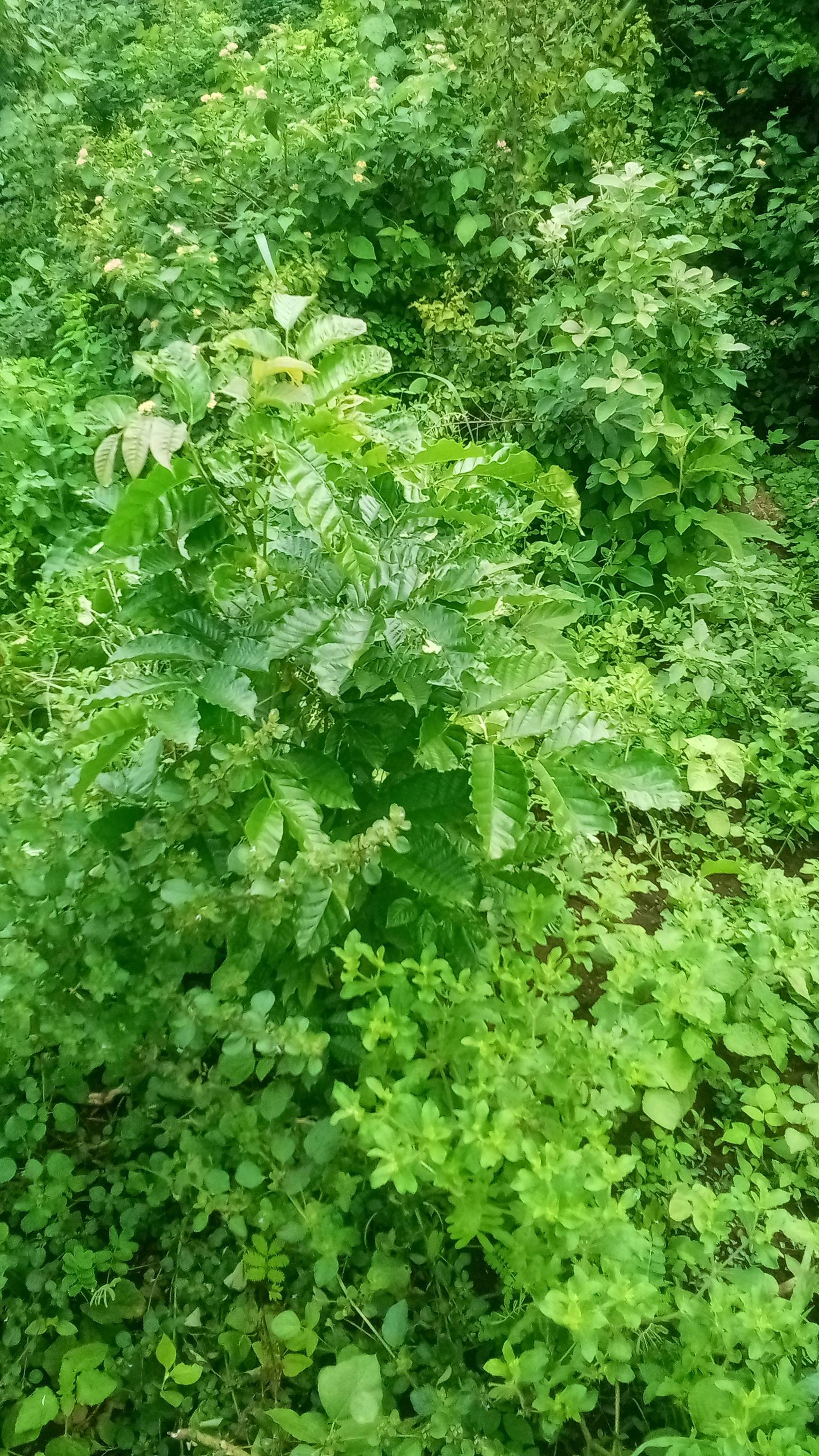 tree