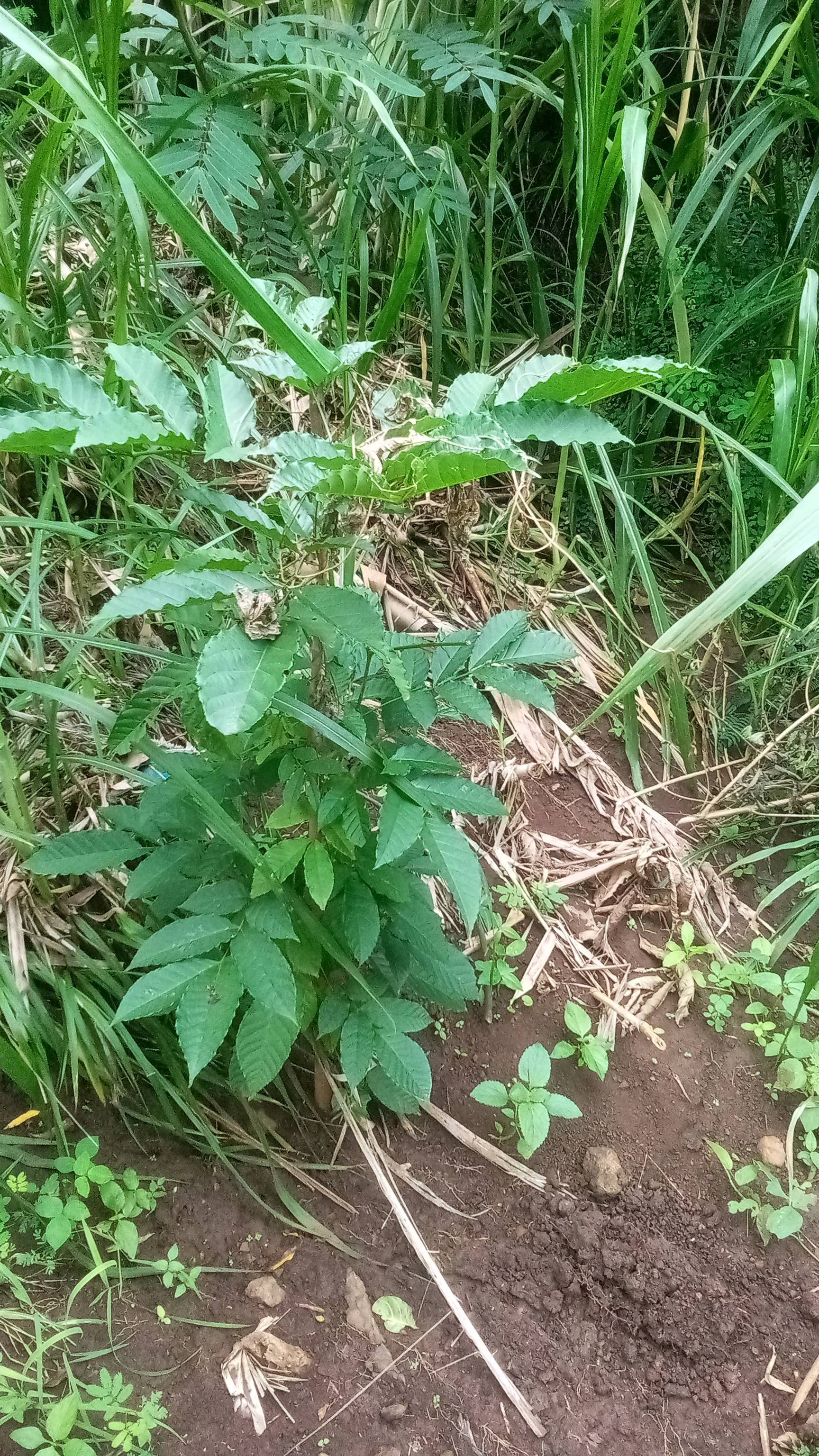 tree